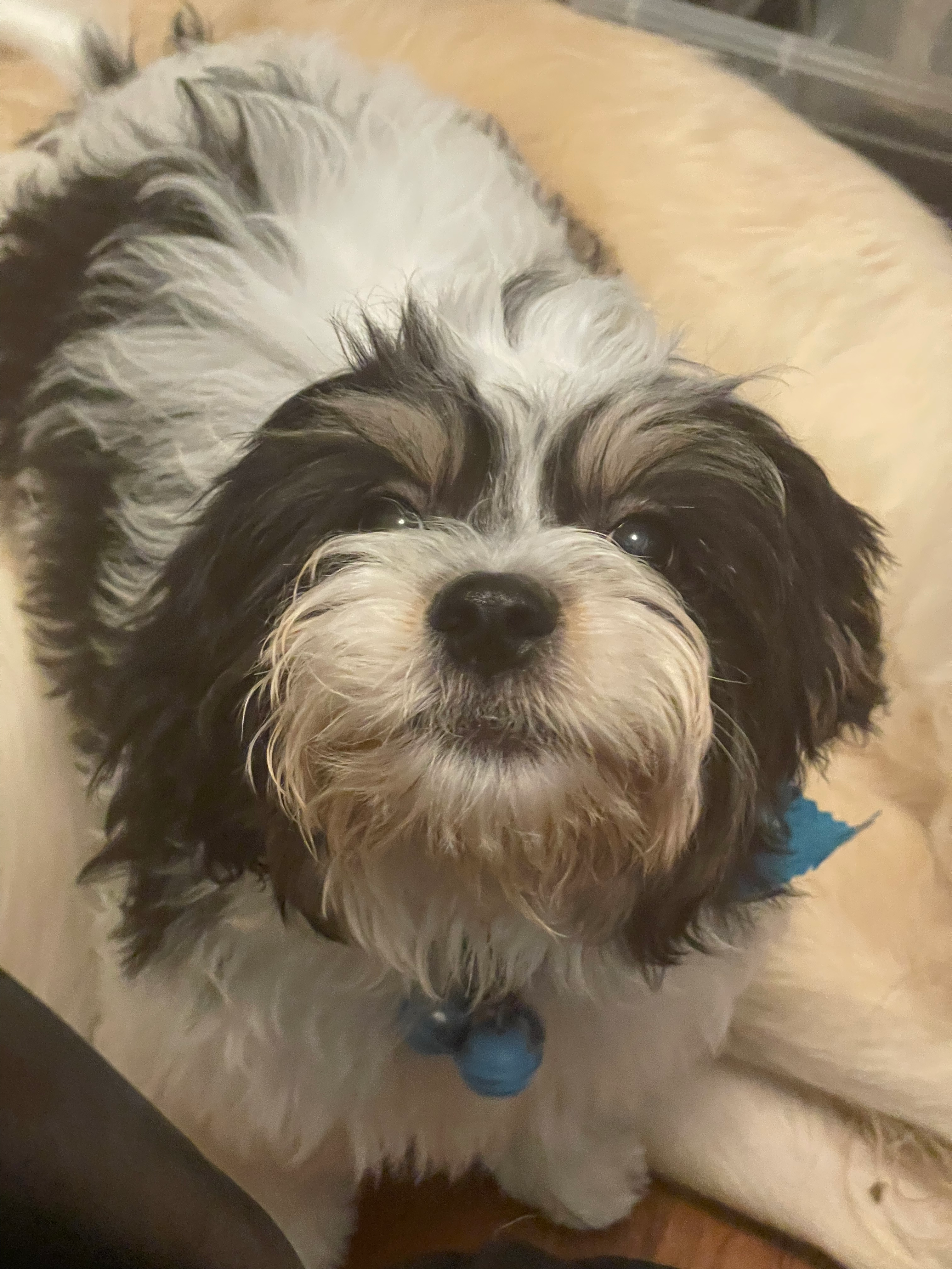 Small Cavachon Baby