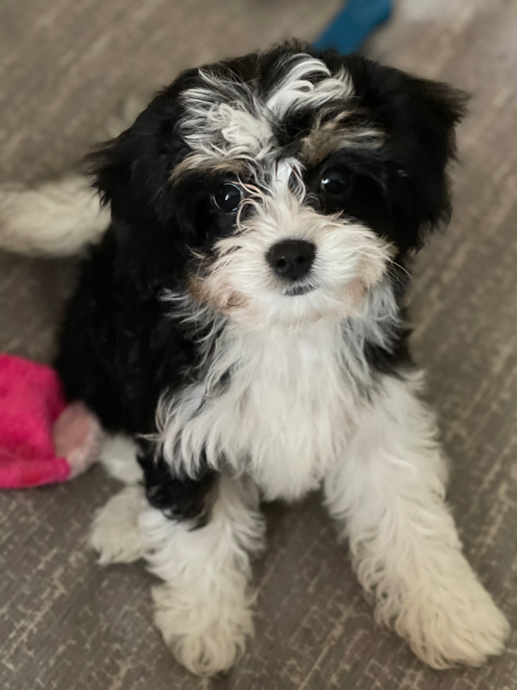 Mc Kinney Cavachon Pup