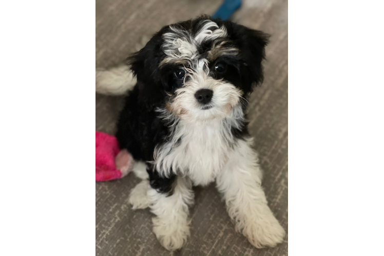 Cavachon Puppy for Adoption