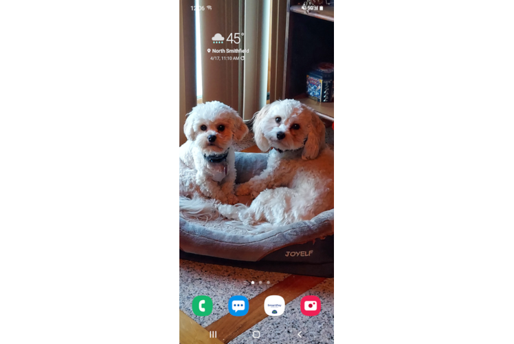 Adorable Cavalier Designer Puppy