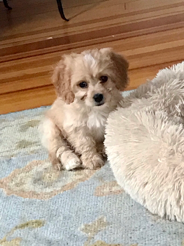 Happy Cavachon Pup