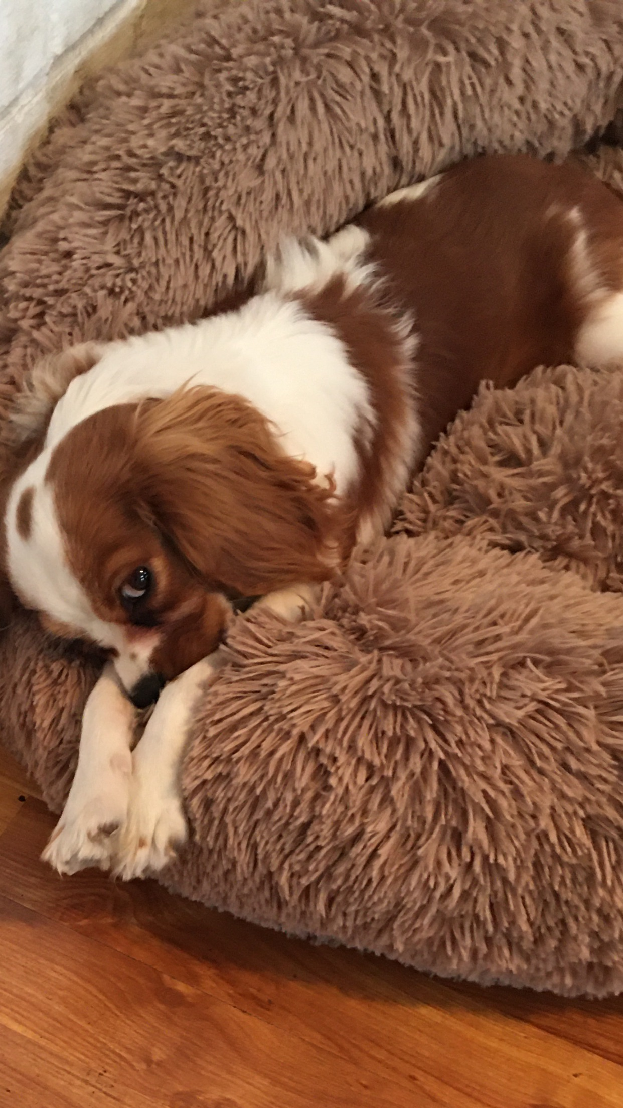 Little Cavalier King Charles Spaniel Purebred Pup