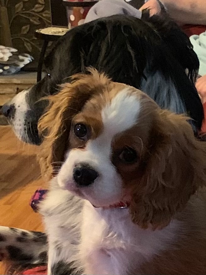 Cavalier King Charles Spaniel Puppy for Adoption