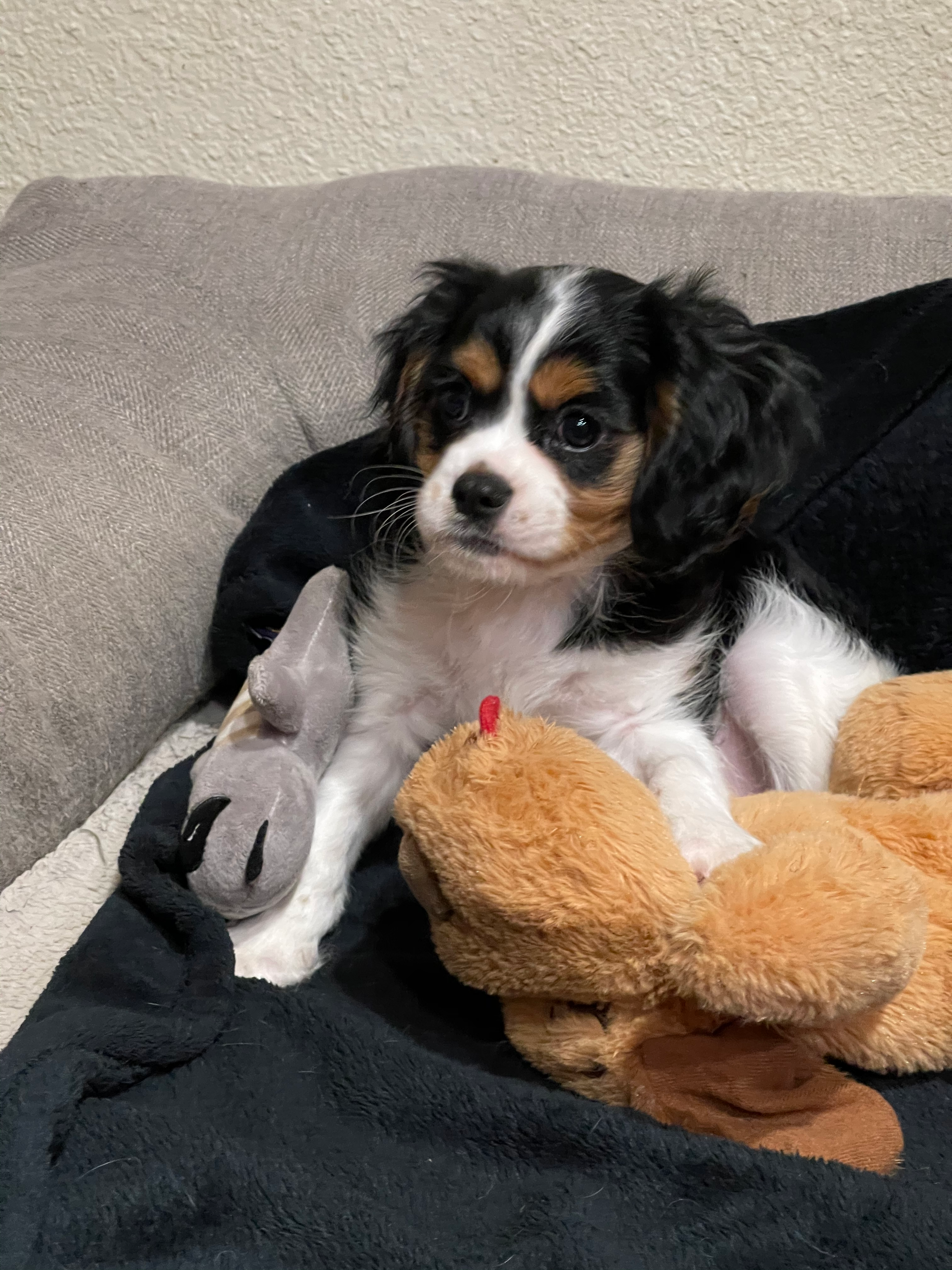 Adorable Cavalier King Charles Spaniel Purebred Puppy