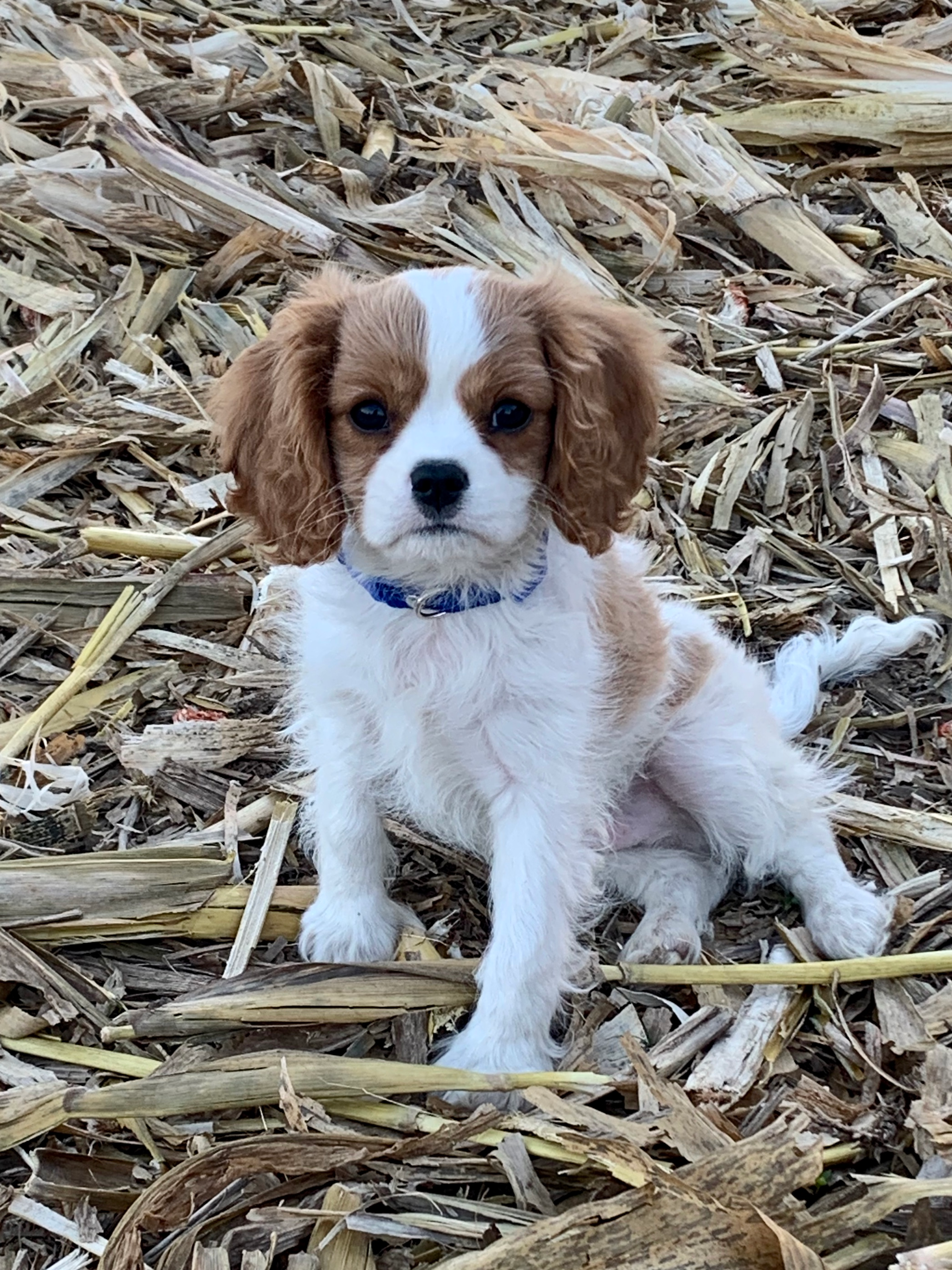 Friendly Cavalier King Charles Spaniel Purebred Pup