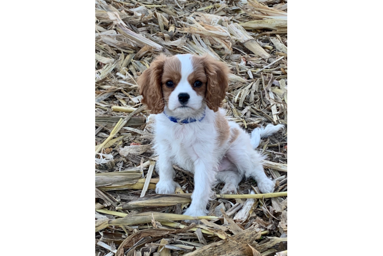 Friendly Cavalier King Charles Spaniel Purebred Pup