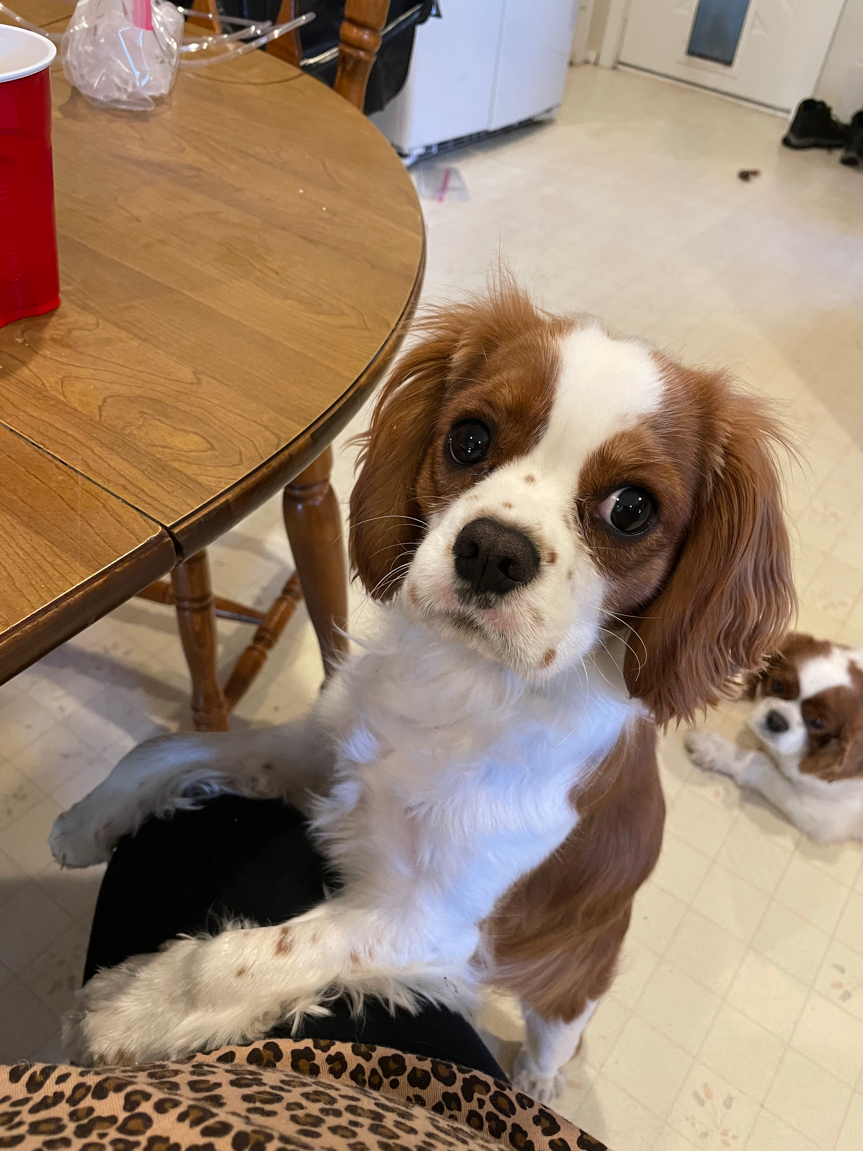Cavalier King Charles Spaniel Puppy for Adoption