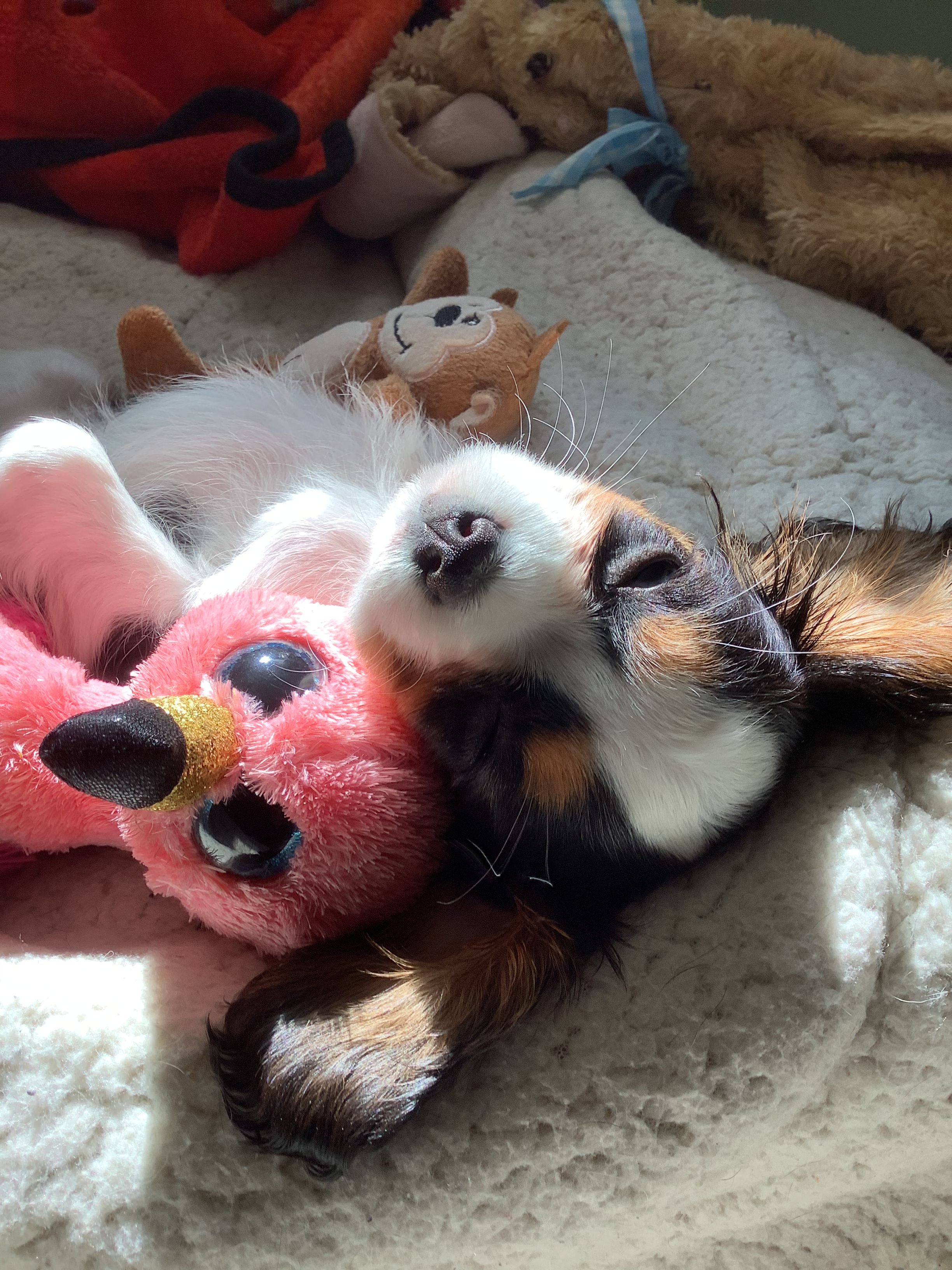 Happy Cavalier King Charles Spaniel Purebred Puppy