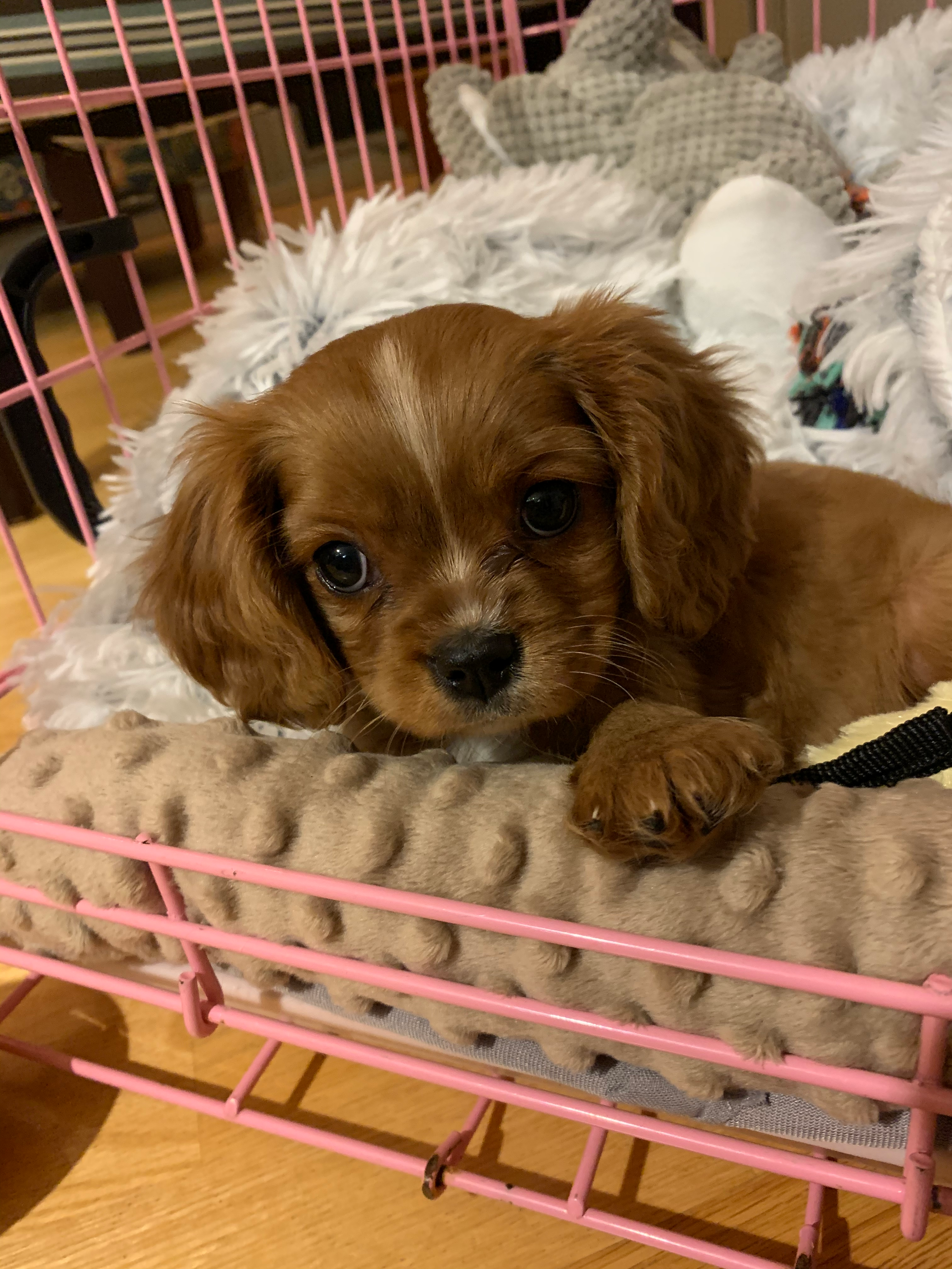 Cavalier King Charles Spaniel Puppy for Adoption