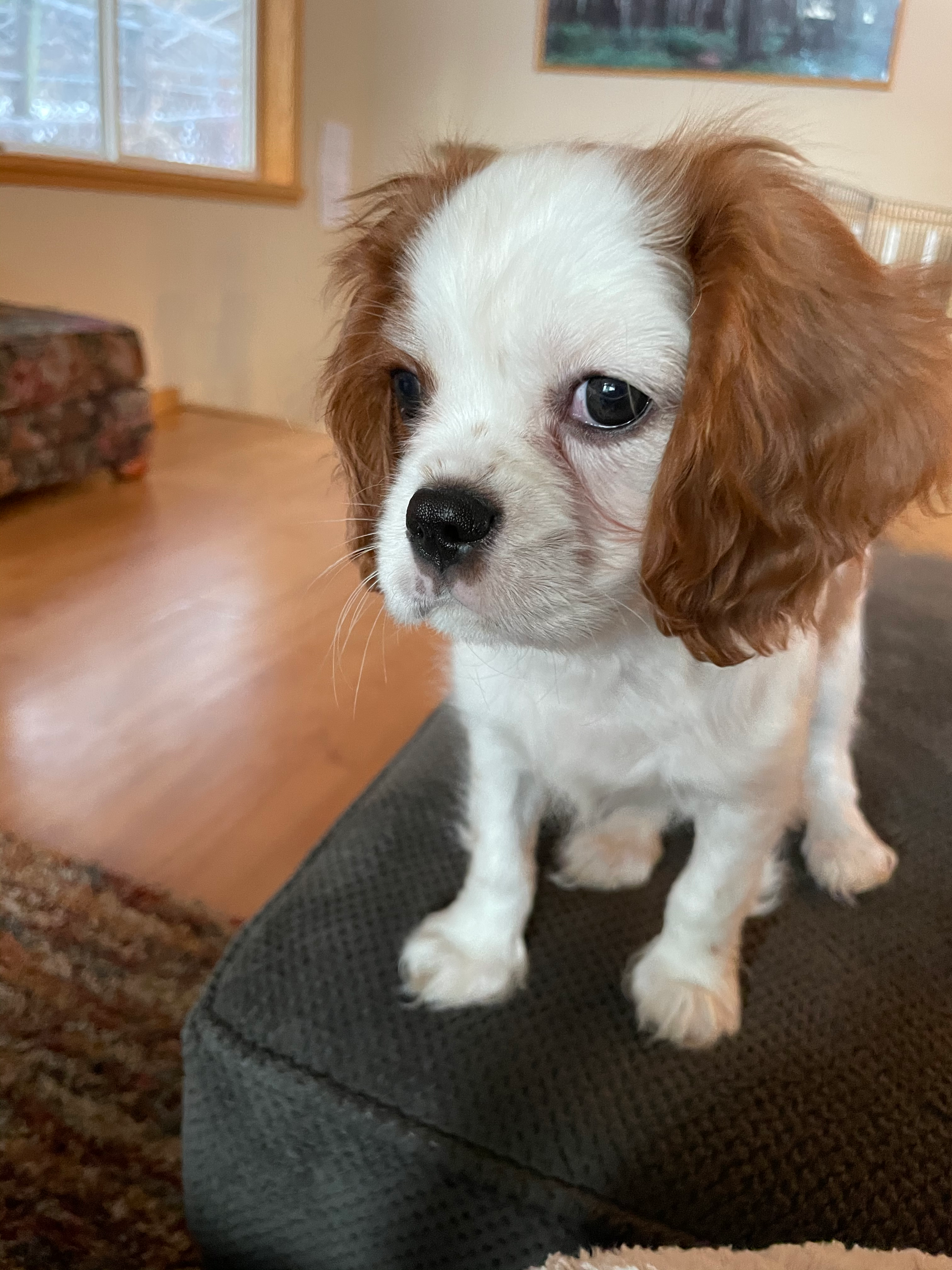 Playful Cavalier King Charles Spaniel Purebred Pup