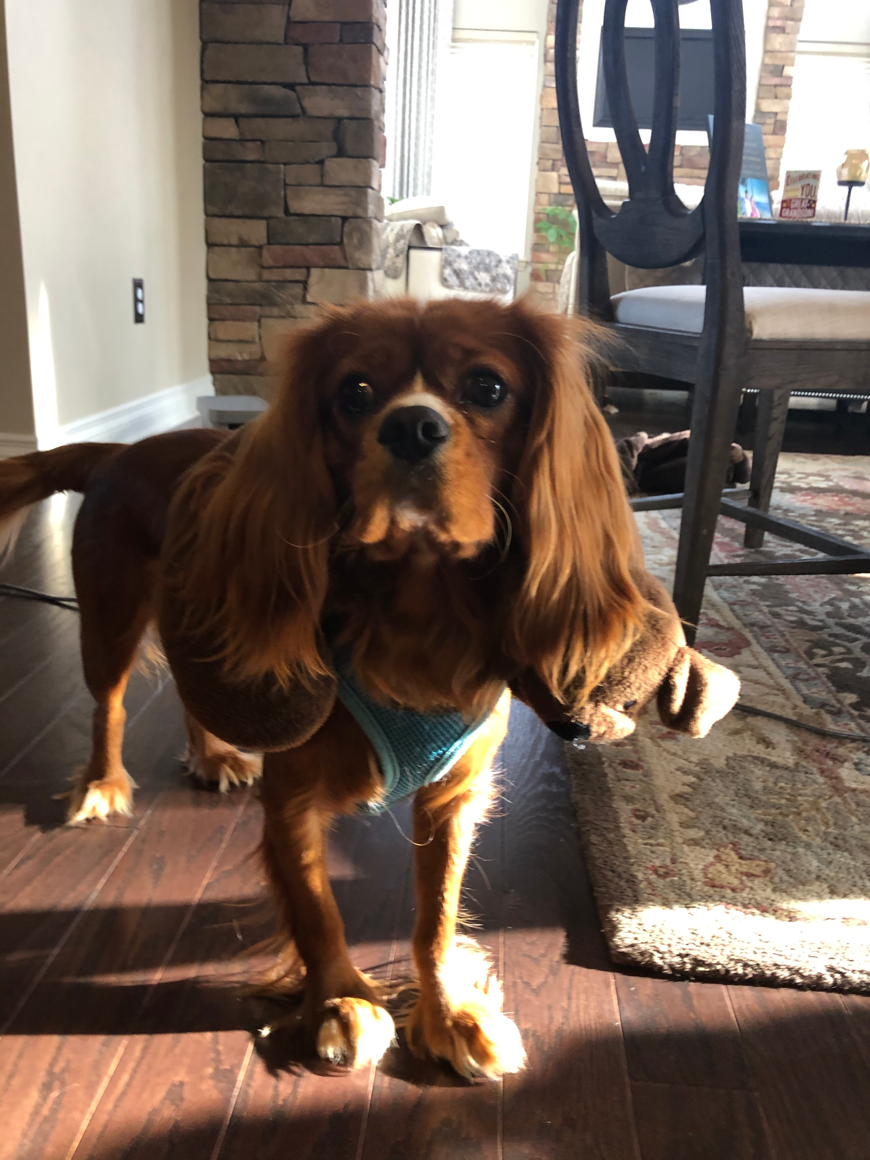Cavalier King Charles Spaniel Puppy for Adoption