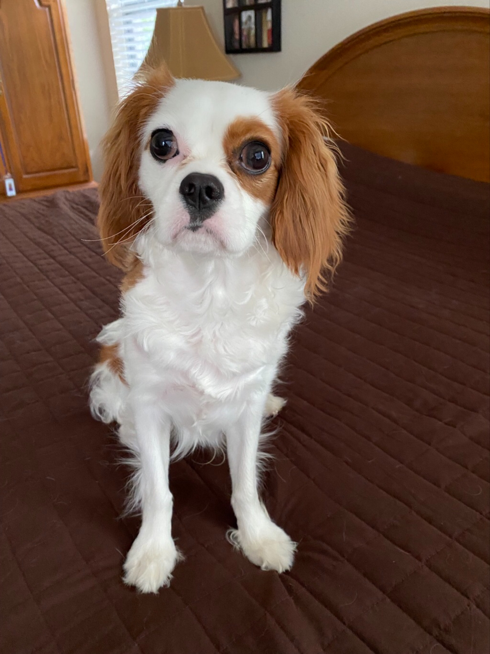 Hypoallergenic Cavalier King Charles Spaniel Baby
