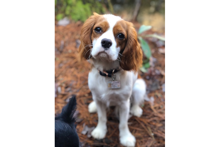Popular Cavalier King Charles Spaniel Baby