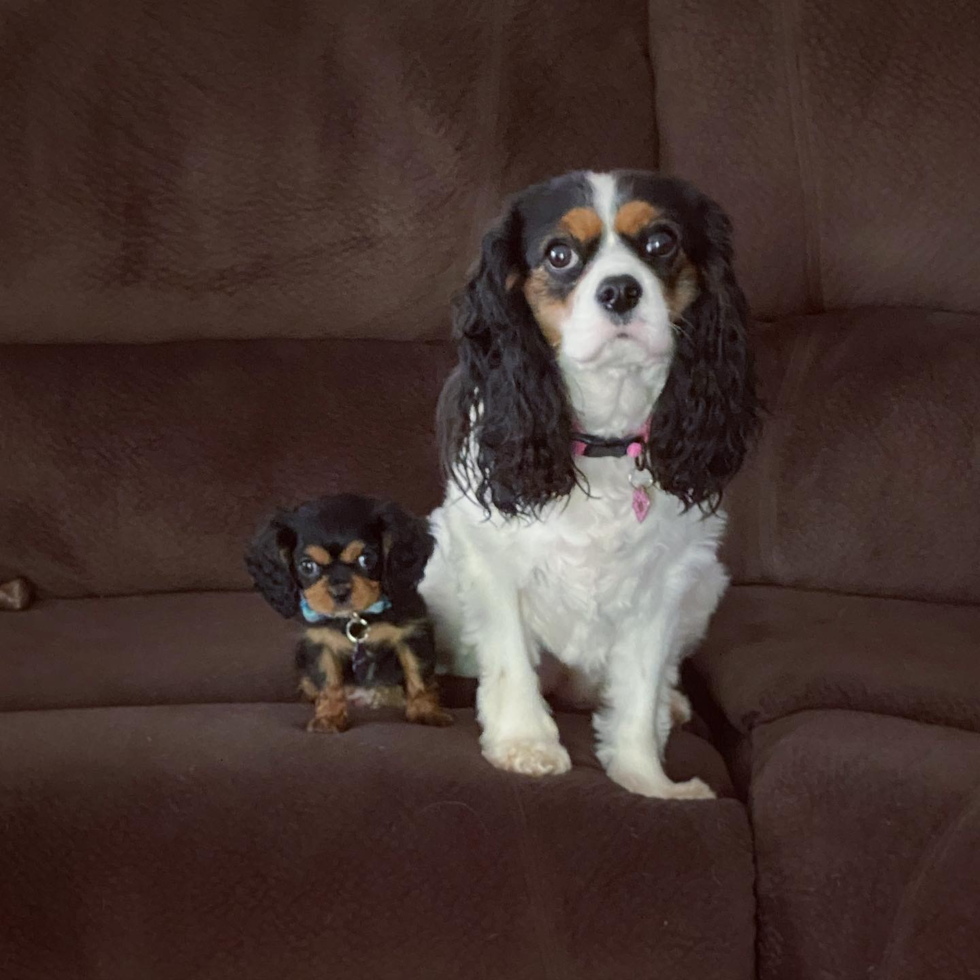 Belton Cavalier King Charles Spaniel Pup