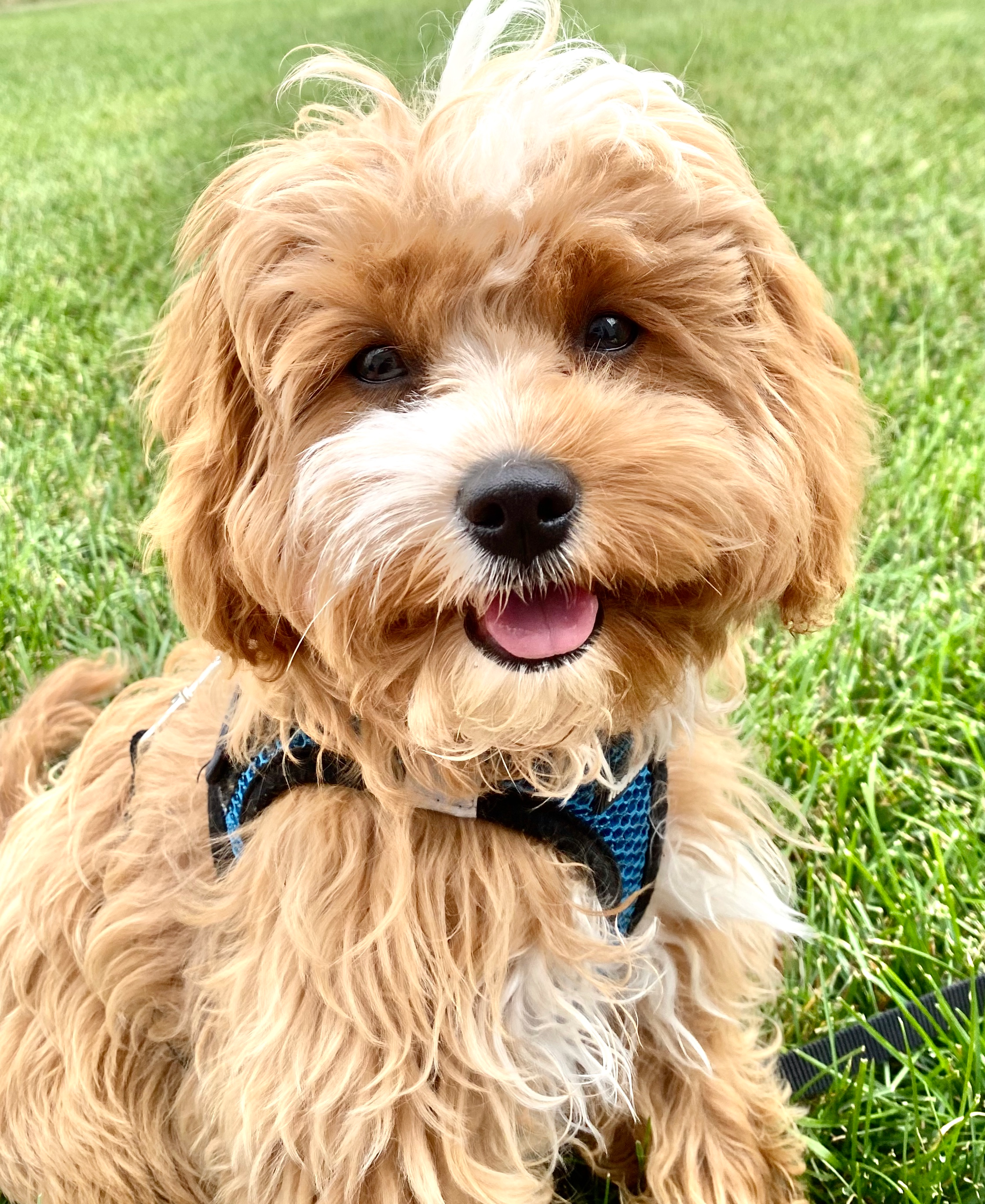 Cavapoo Pup Being Cute