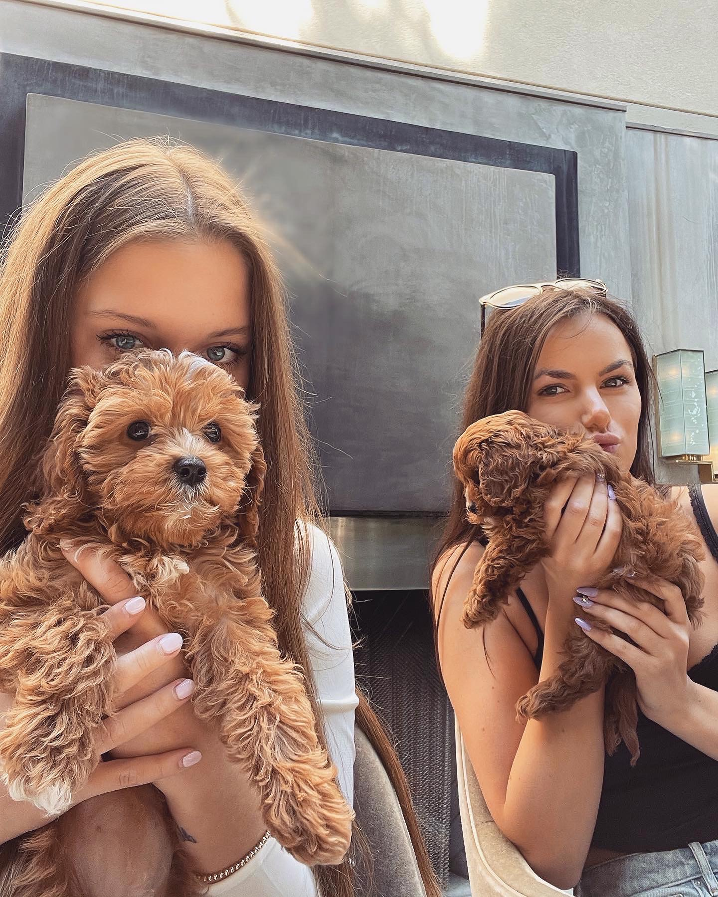 Cute Cavapoo Baby