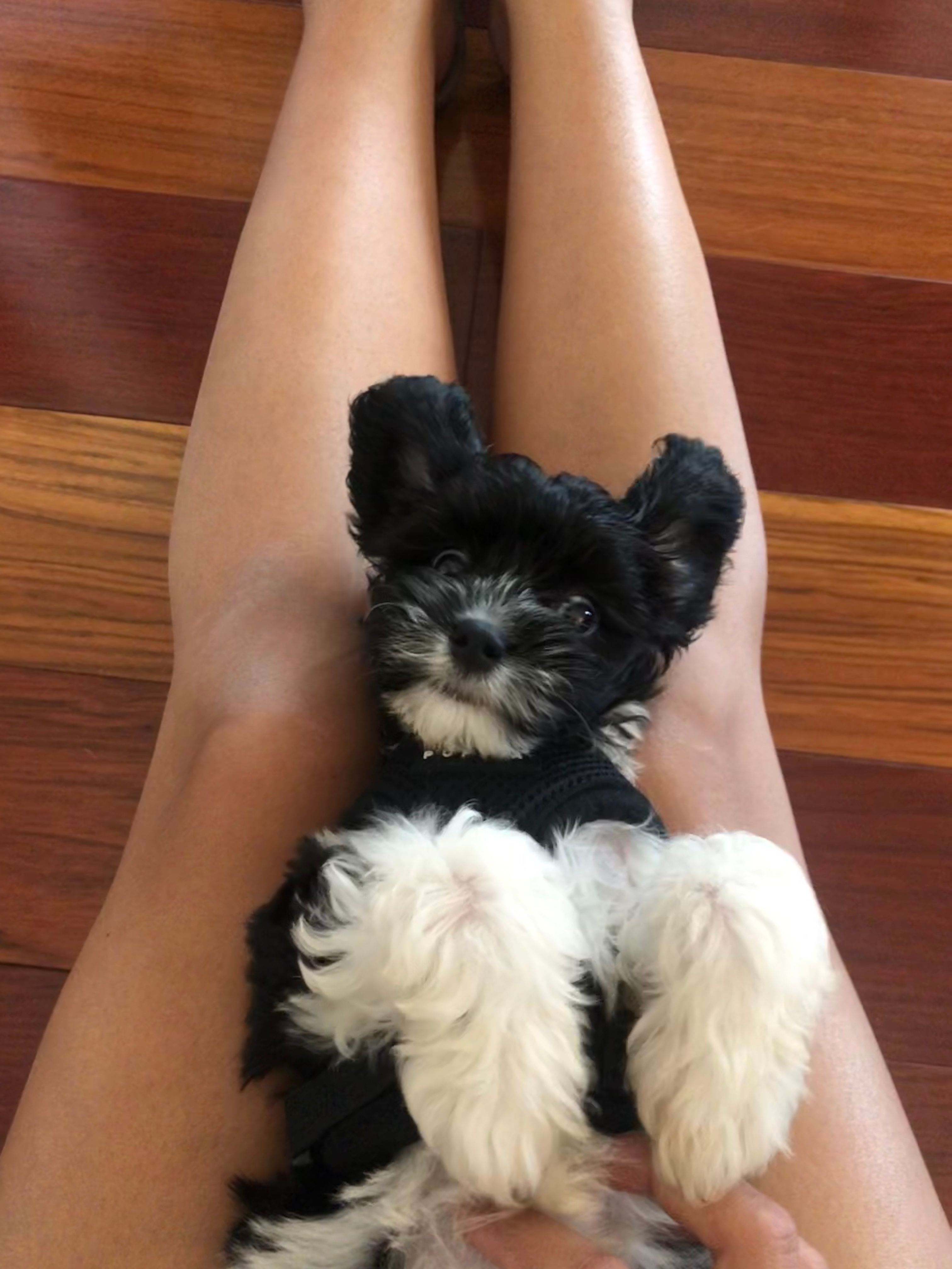 Friendly Cavapoo Baby