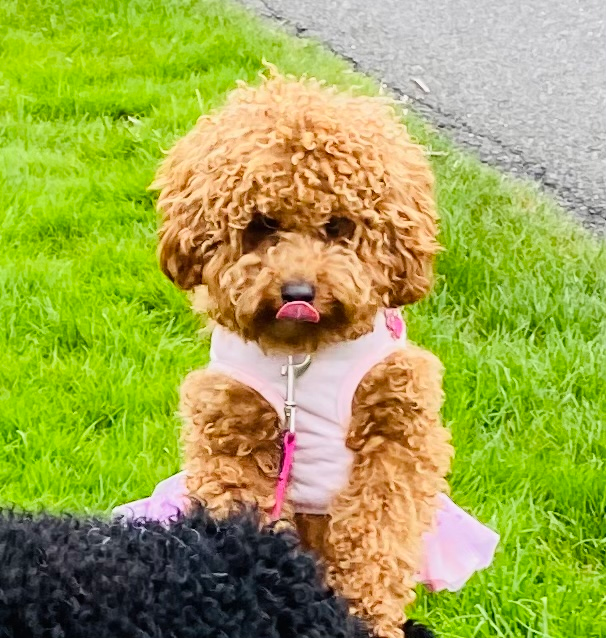 Funny Cavapoo Poodle Mix Pup
