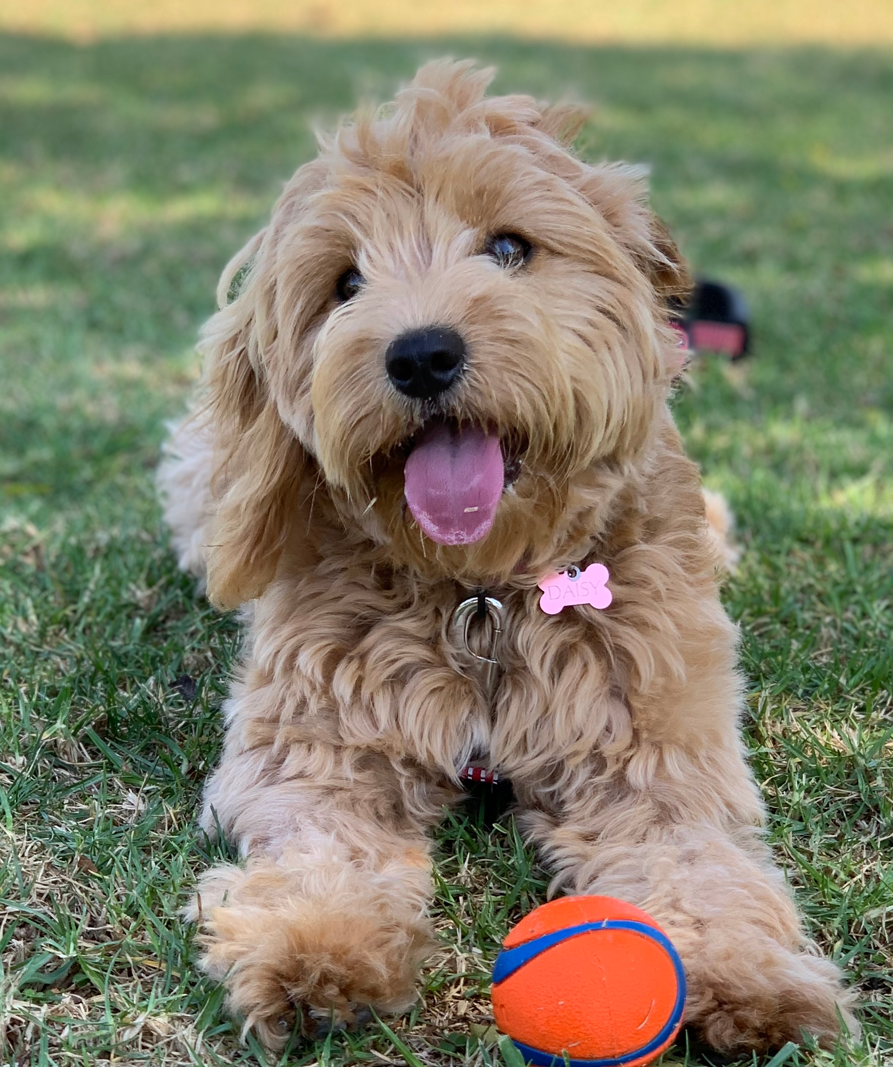 Best Cavapoo Baby