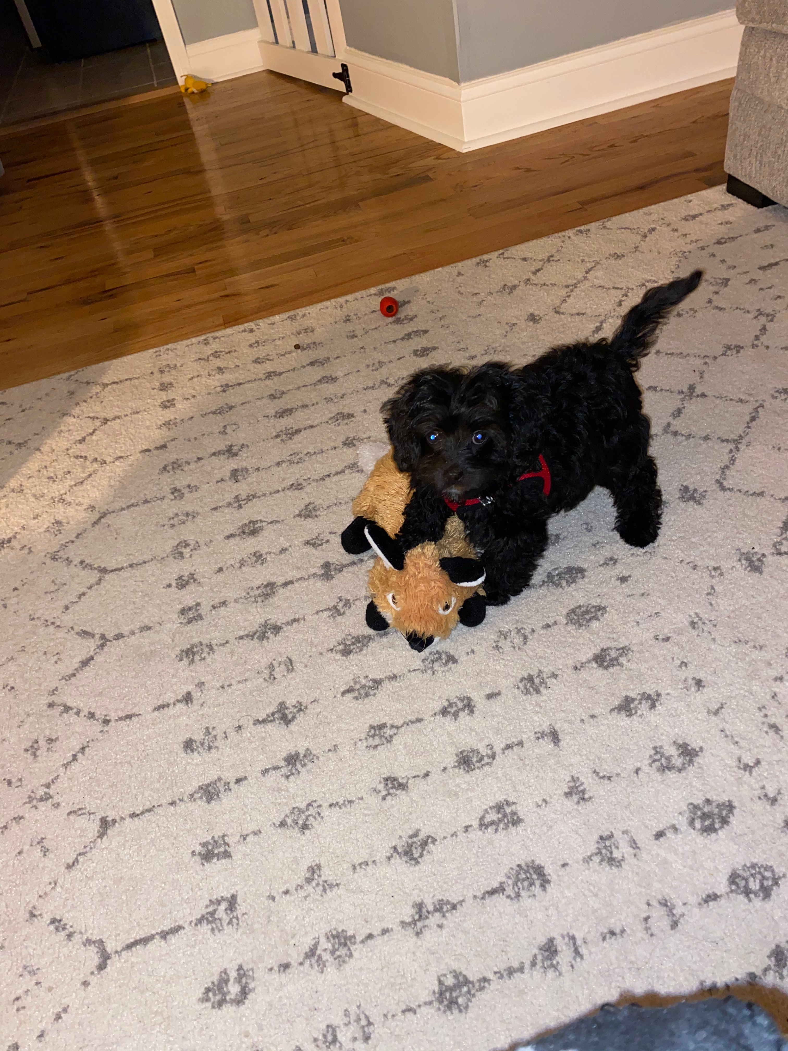 Smart Cavapoo Poodle Mix Pup