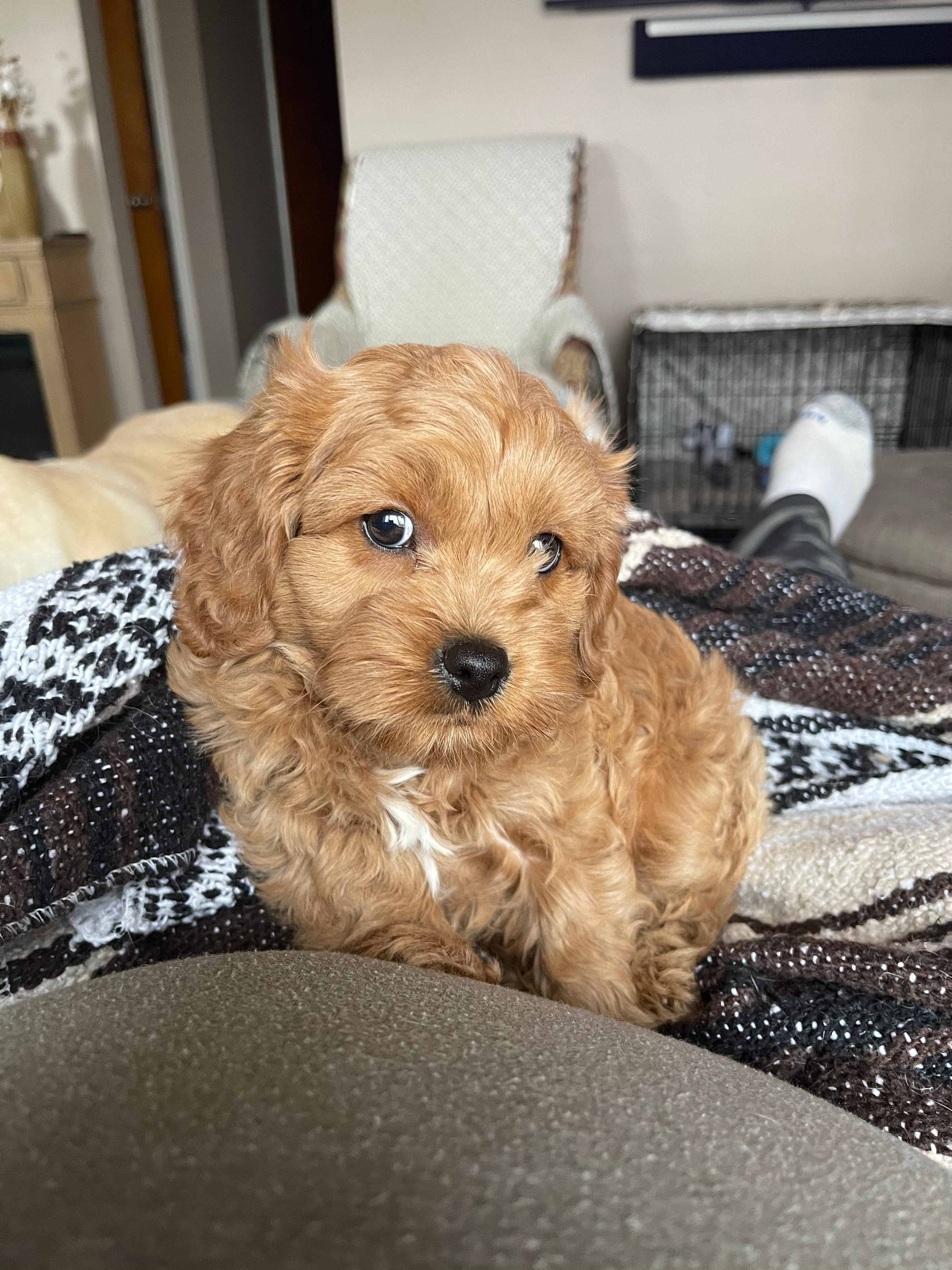 Popular Cavapoo Poodle Mix Pup