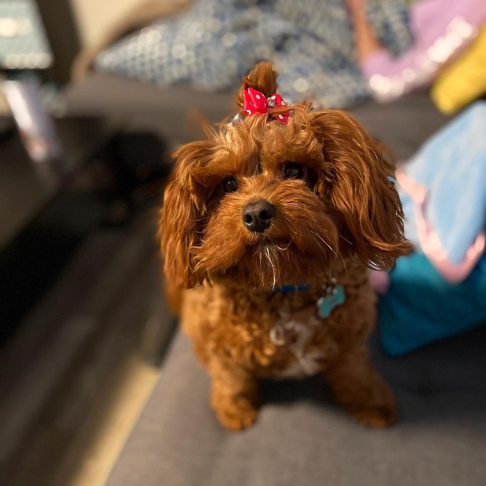 Petite Cavapoo Poodle Mix Pup
