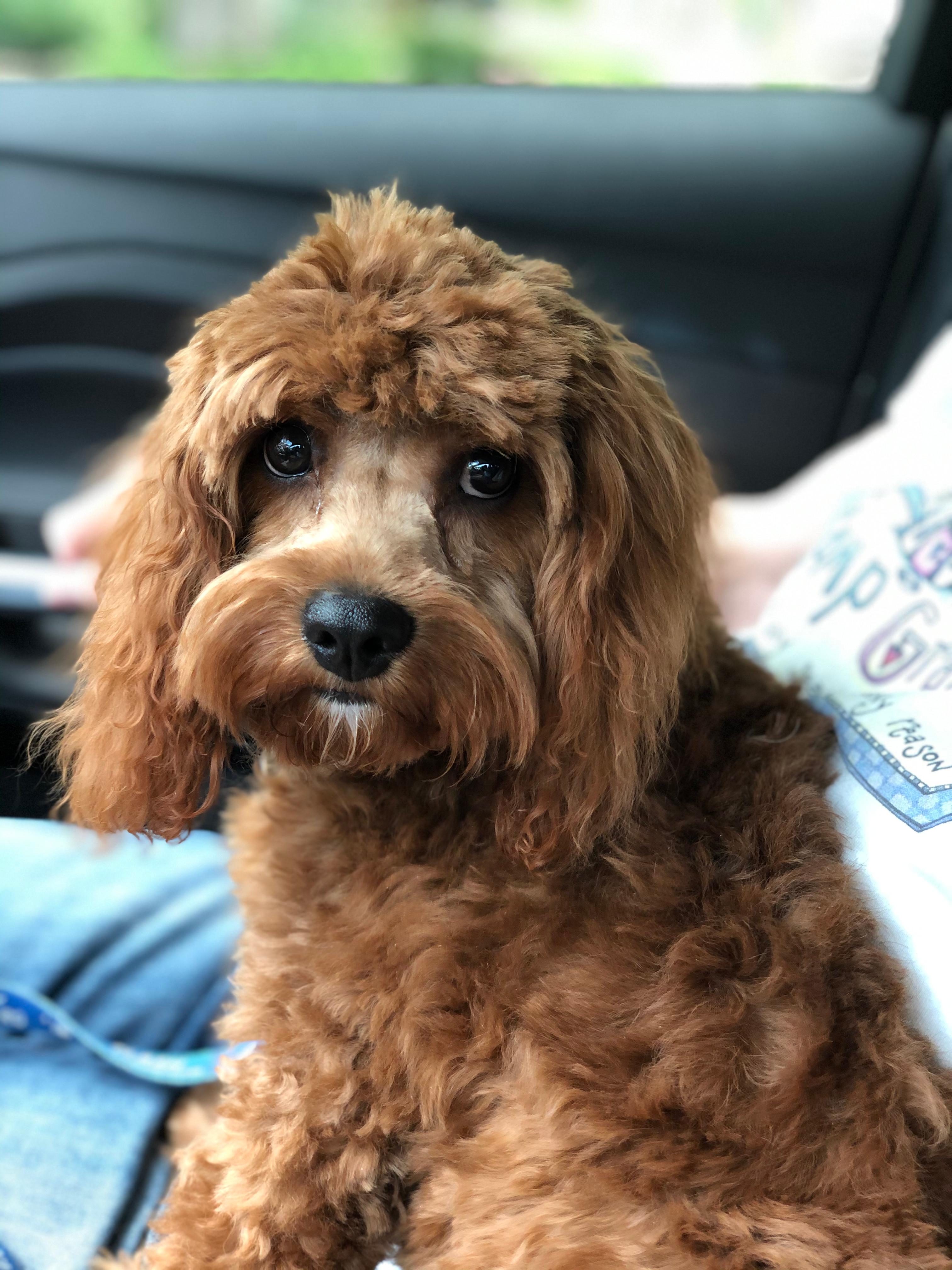 Smart Cavapoo Poodle Mix Pup