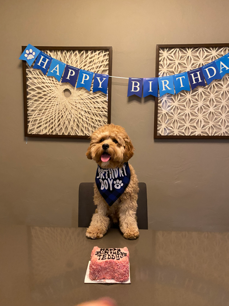 San Francisco Cavapoo Pup