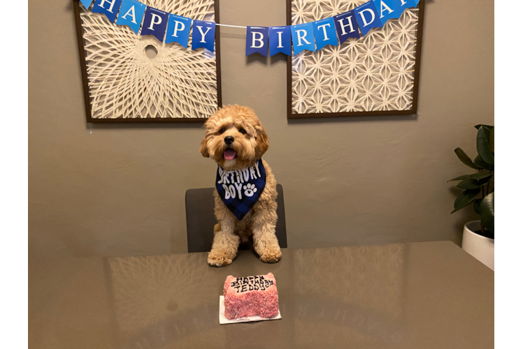 Petite Cavapoo Poodle Mix Pup