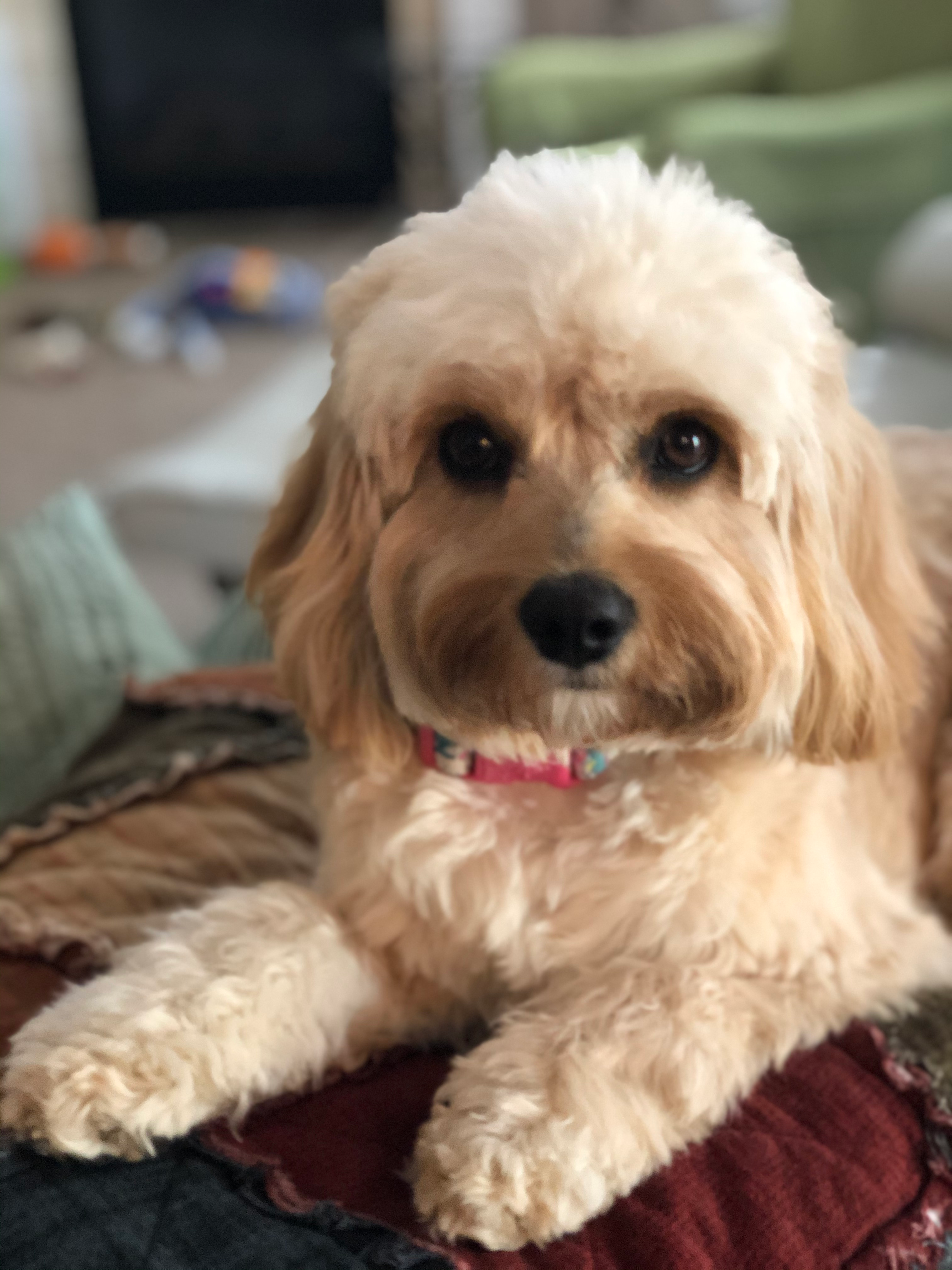 Cavapoo Pup Being Cute