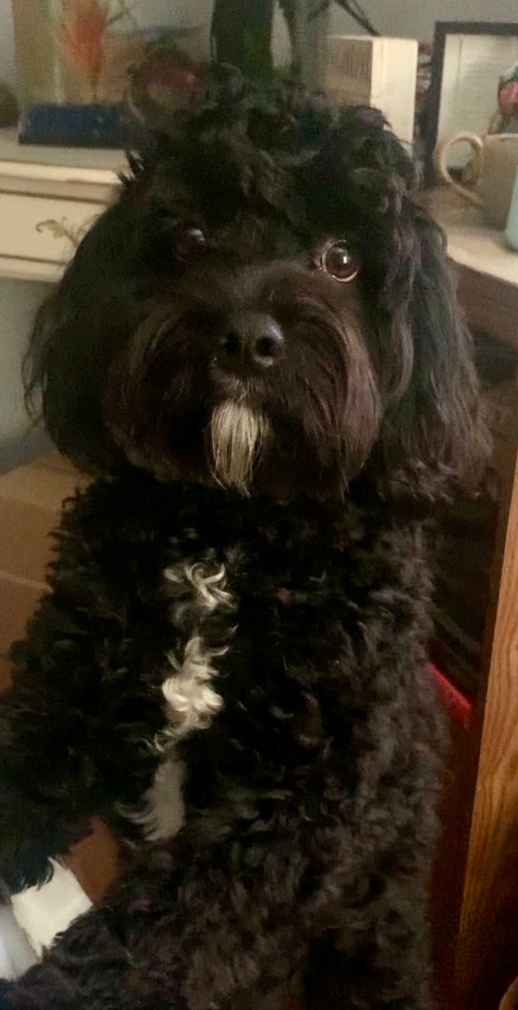 Cavapoo Pup Being Cute
