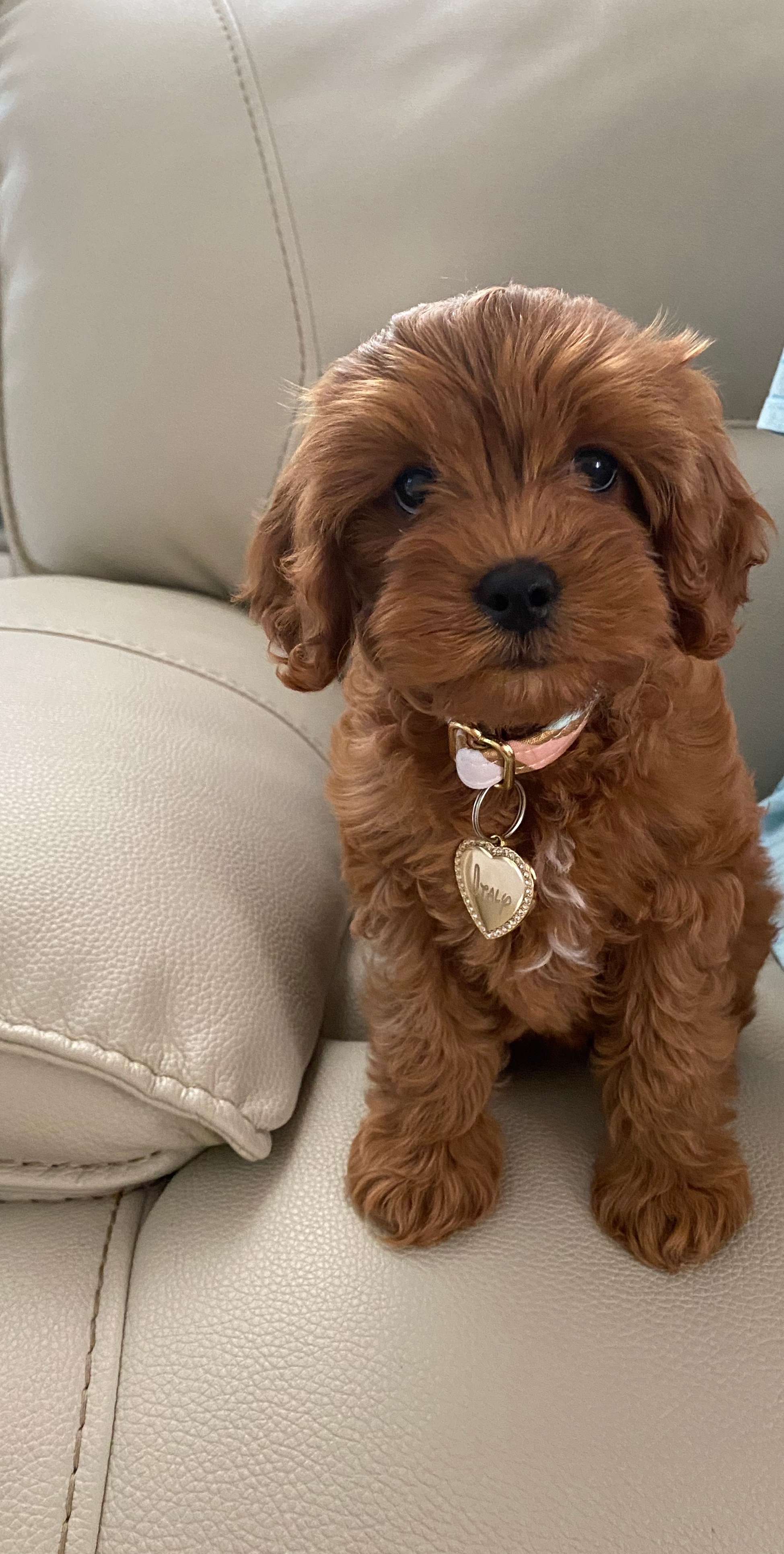 Hypoallergenic Cavoodle Poodle Mix Puppy