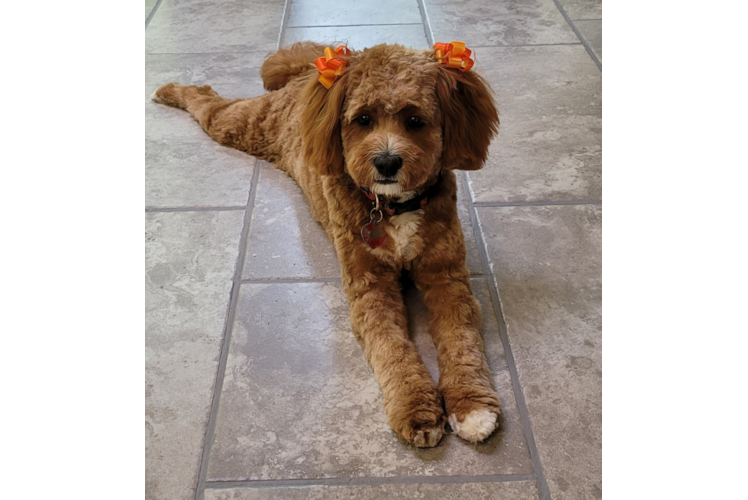 Cavapoo Puppy for Adoption