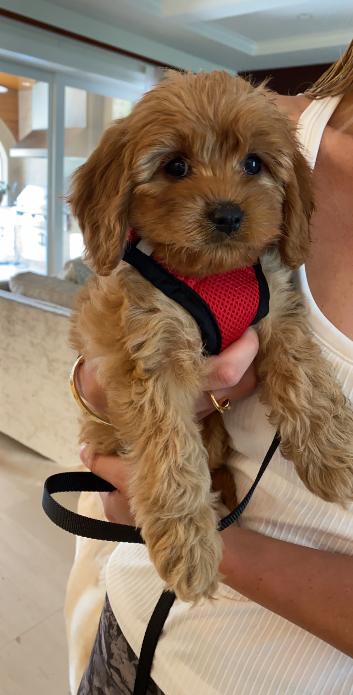Funny Cavapoo Poodle Mix Pup