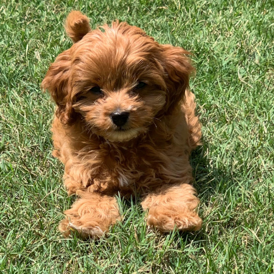 Cavapoo