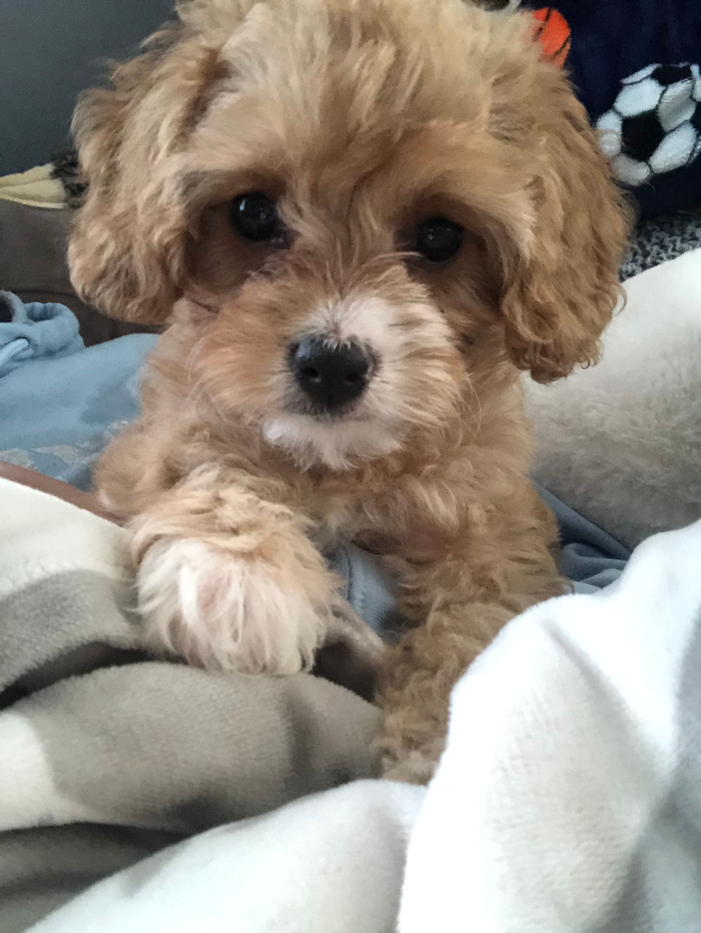 Best Cavapoo Baby