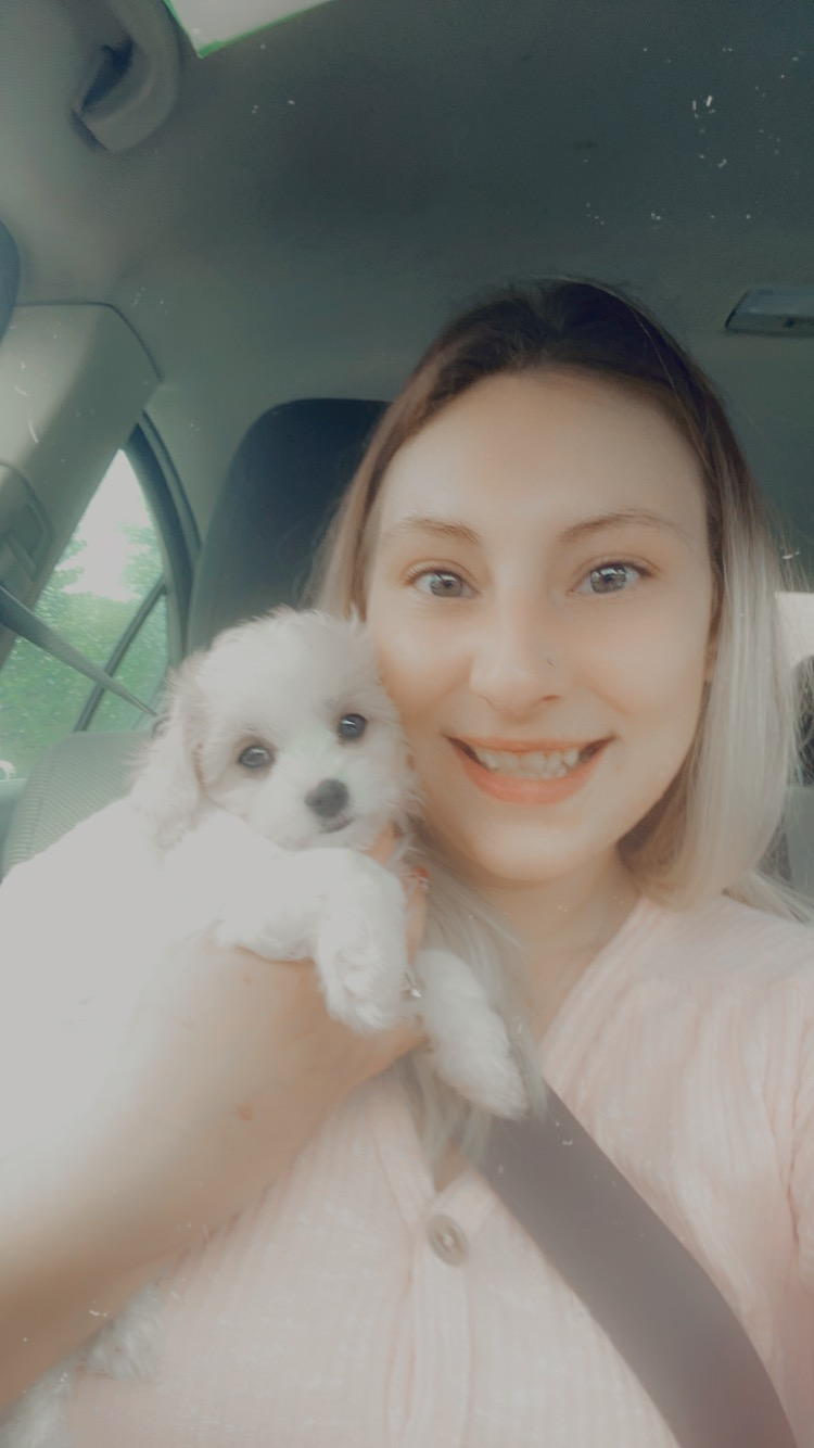 Little Cavoodle Poodle Mix Puppy