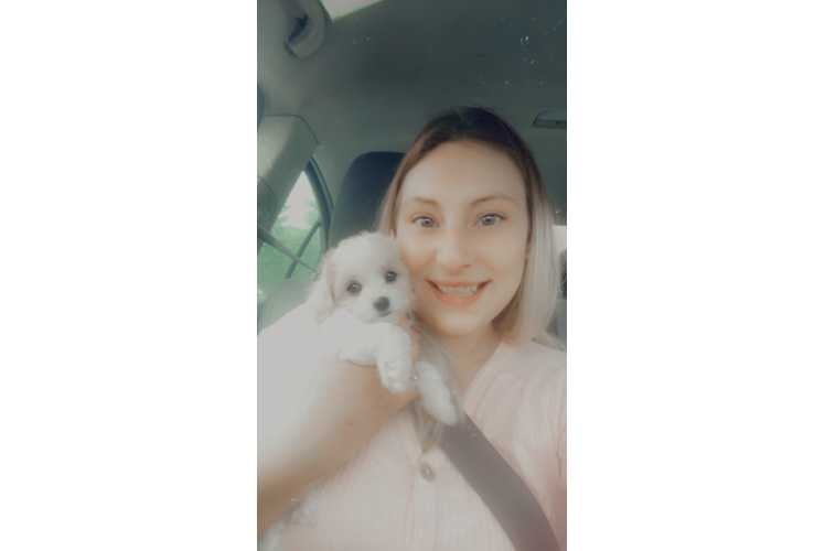 Little Cavoodle Poodle Mix Puppy