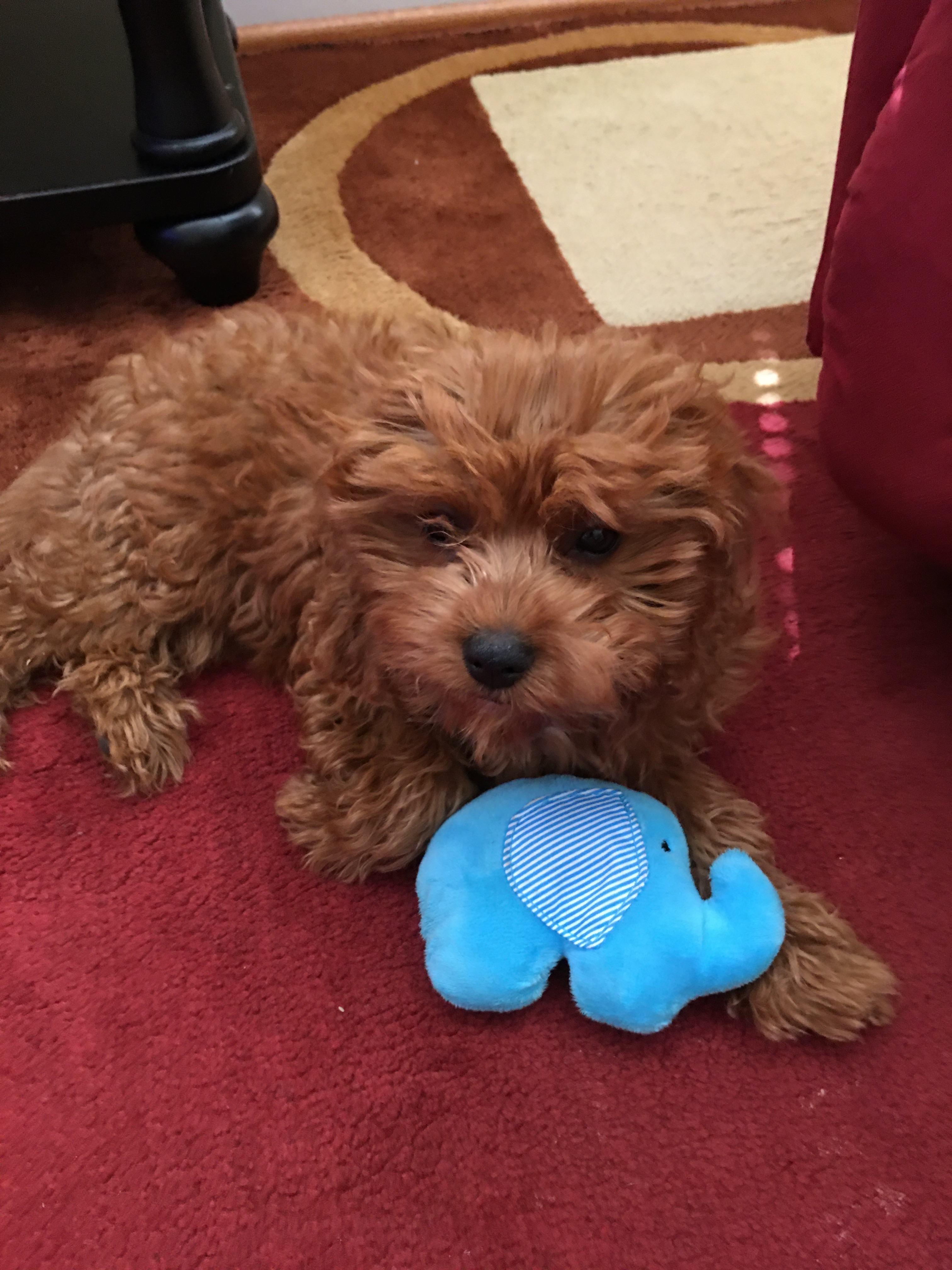 Best Cavapoo Baby