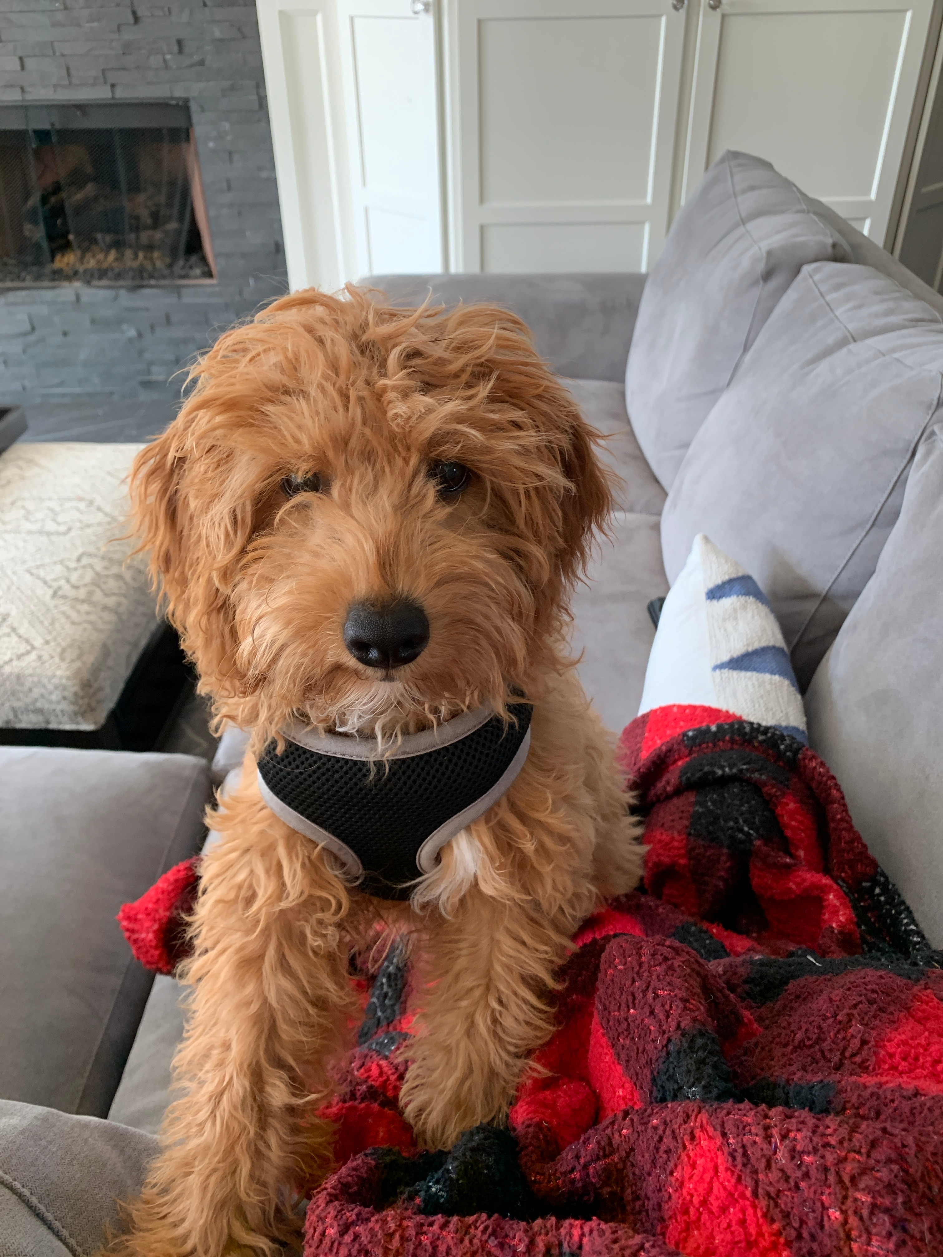 Cute Cavapoo Baby