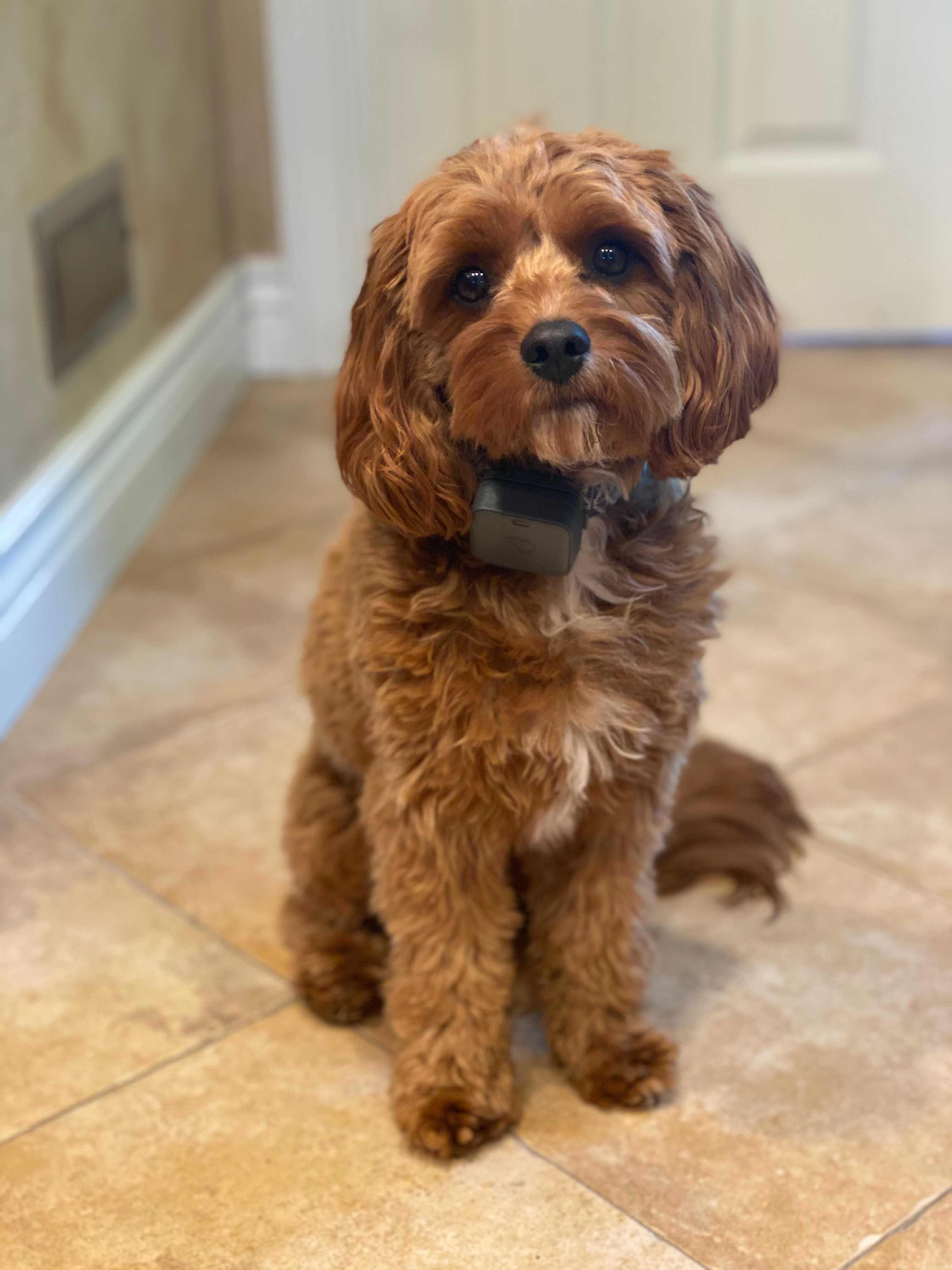 Best Cavapoo Baby