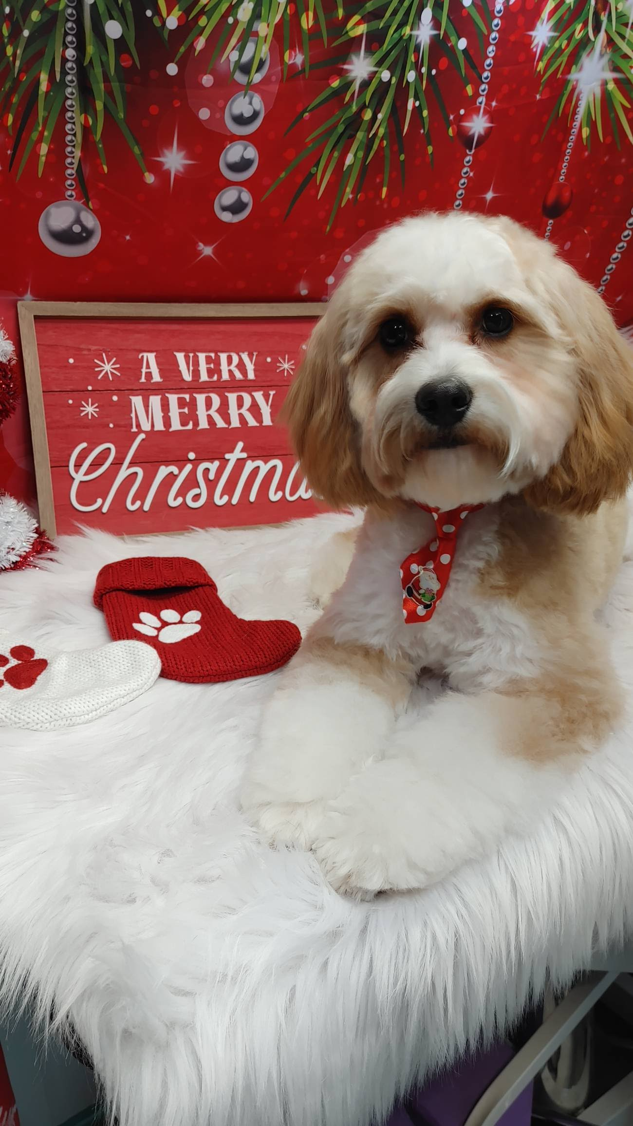 Energetic Cavoodle Poodle Mix Puppy