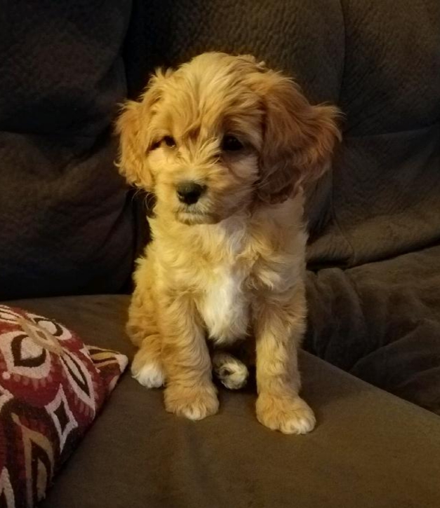 Cavapoo Puppy for Adoption
