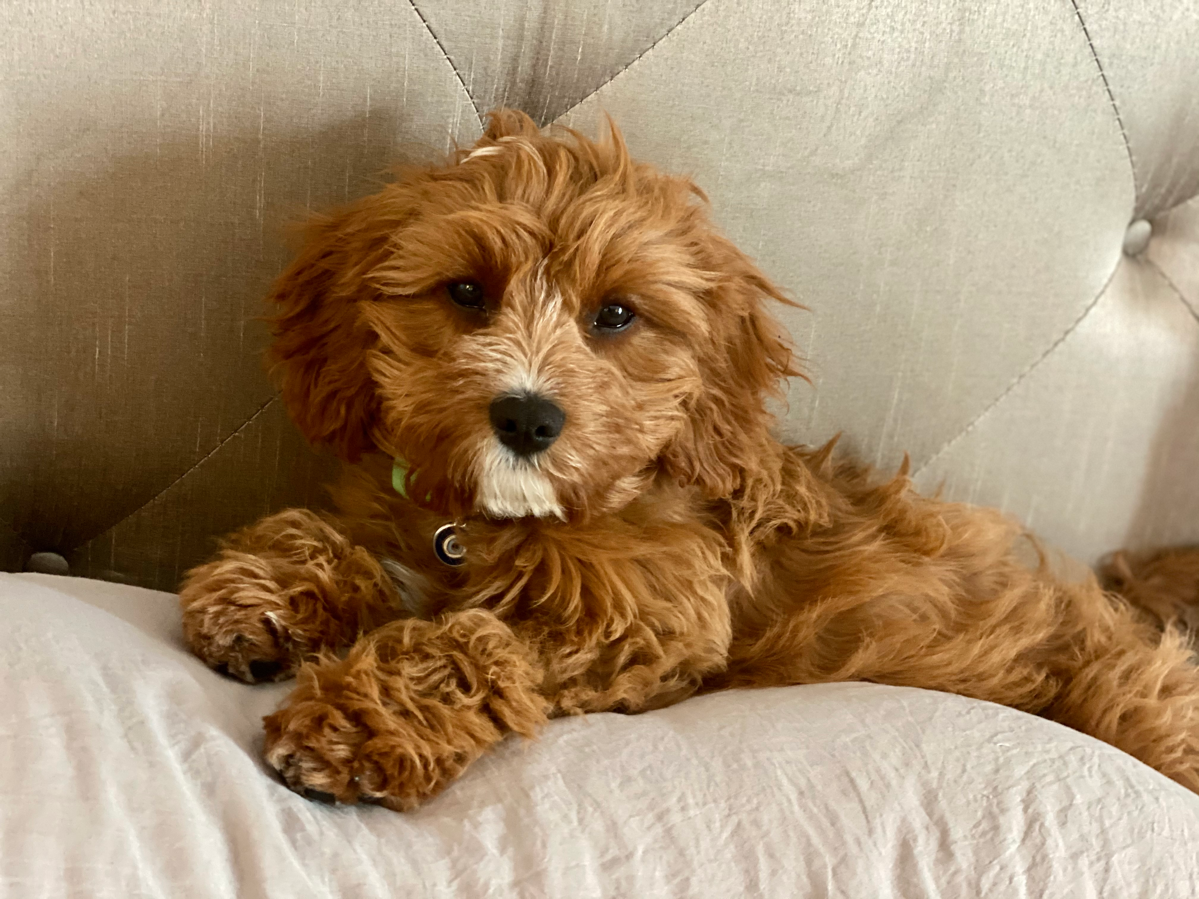Sweet Cavapoo Baby