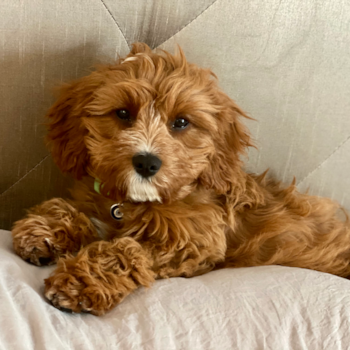 Petite Cavapoo Poodle Mix Pup