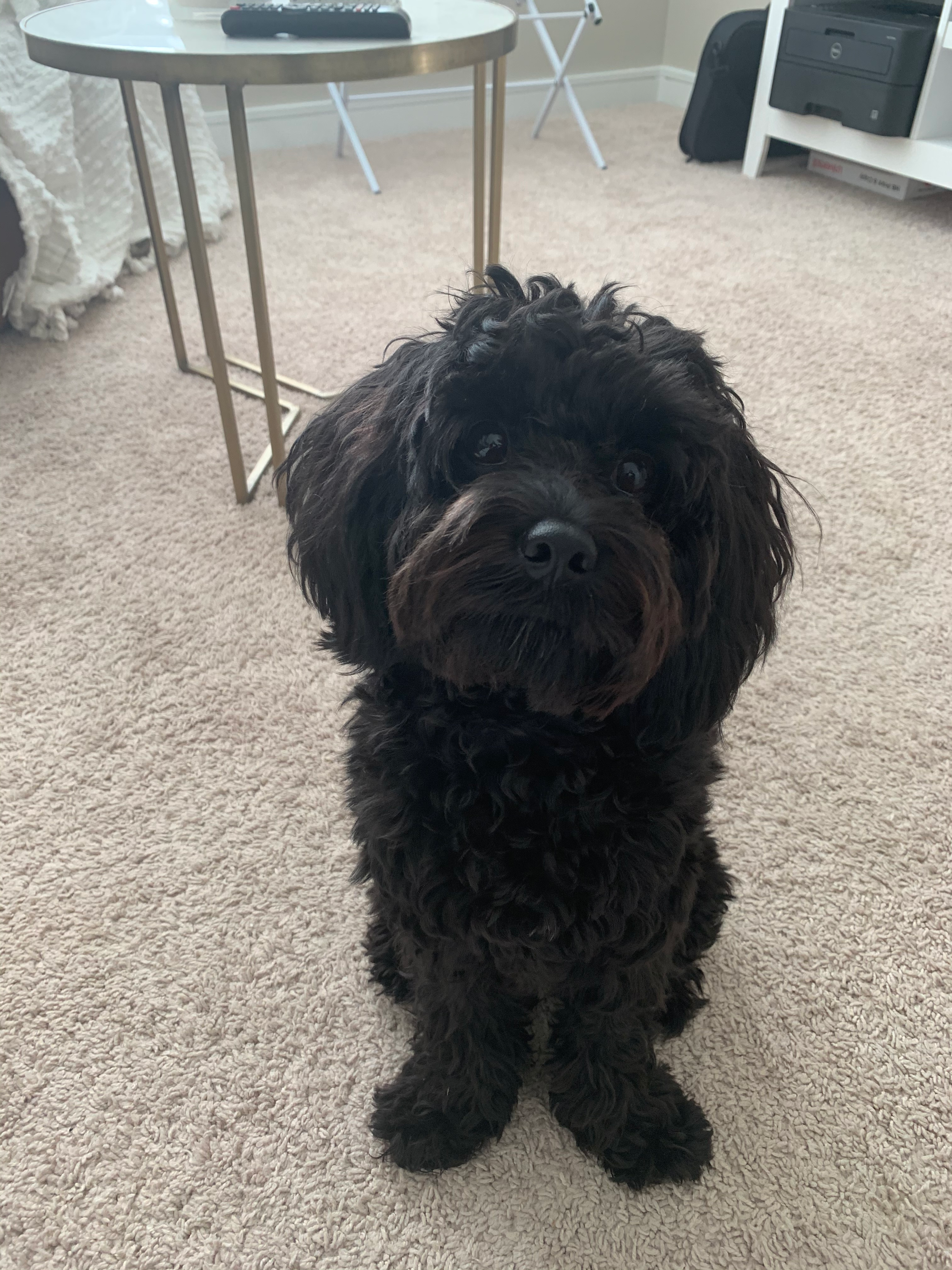Popular Cavapoo Poodle Mix Pup
