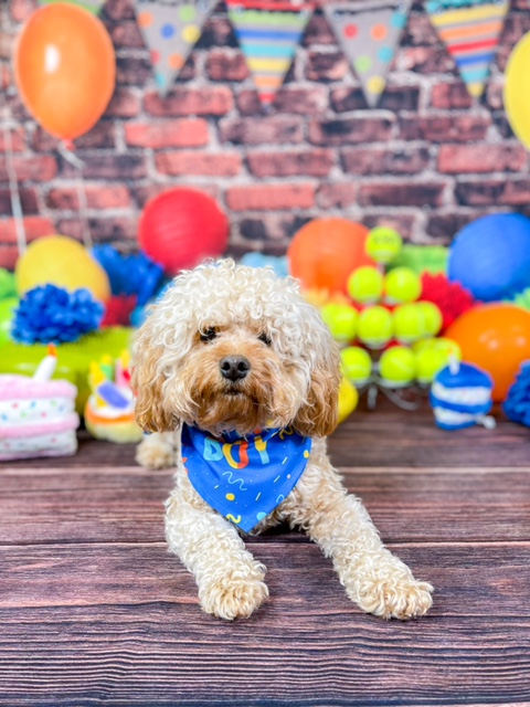 Petite Cavapoo Poodle Mix Pup