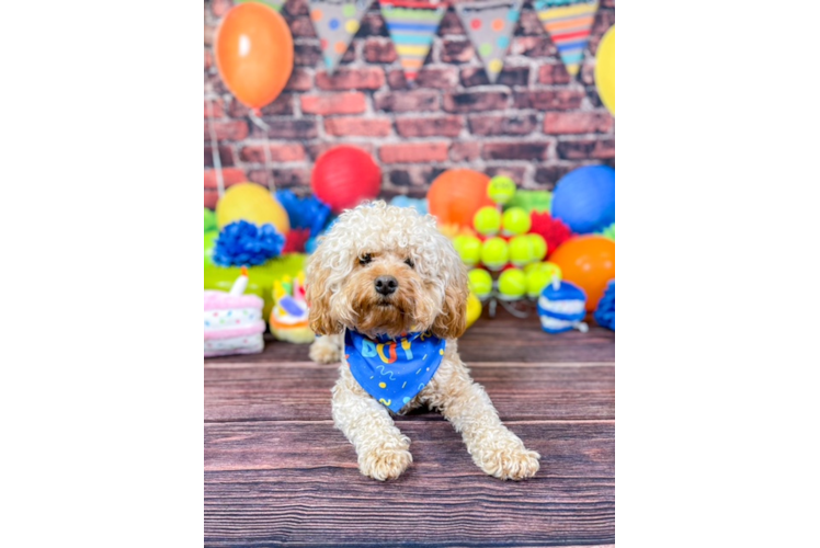 Petite Cavapoo Poodle Mix Pup