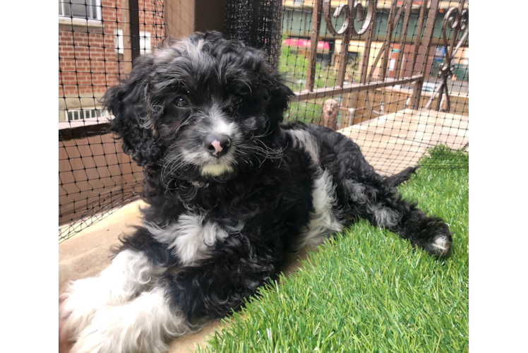 Petite Cavapoo Poodle Mix Pup