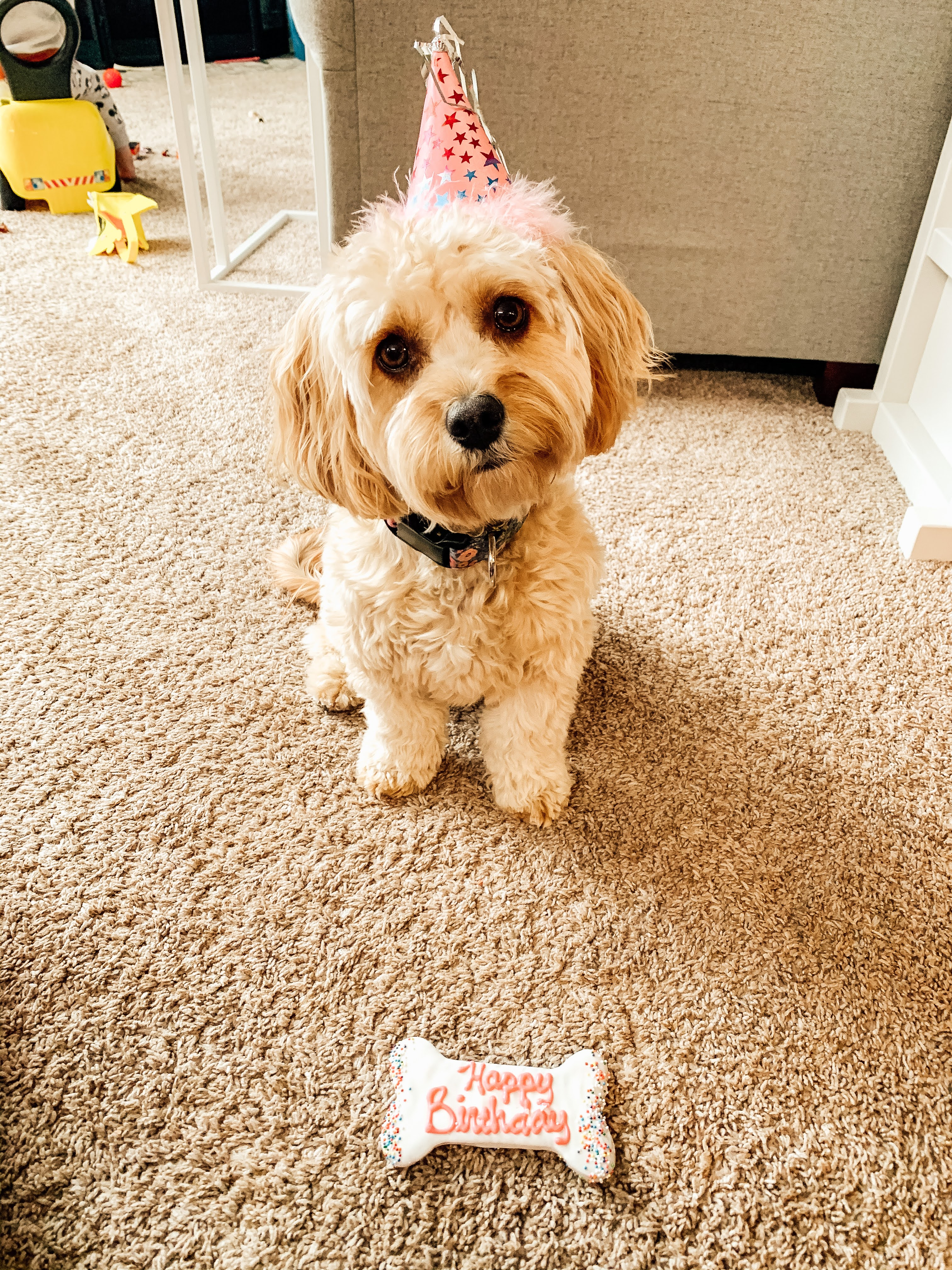 Cavapoo Pup Being Cute